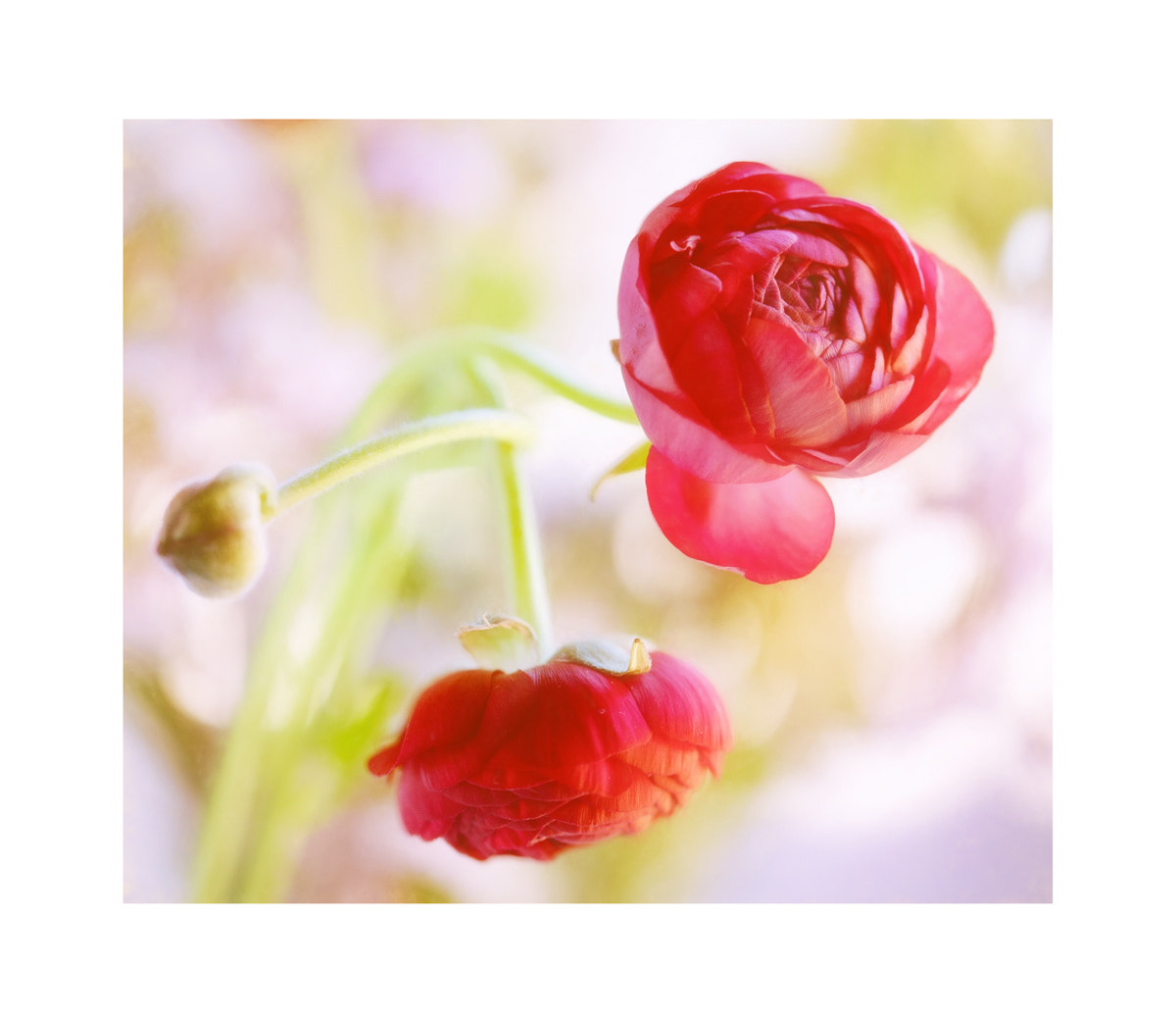 Sigma 105mm F2.8 EX DG OS HSM sample photo. Renoncules photography
