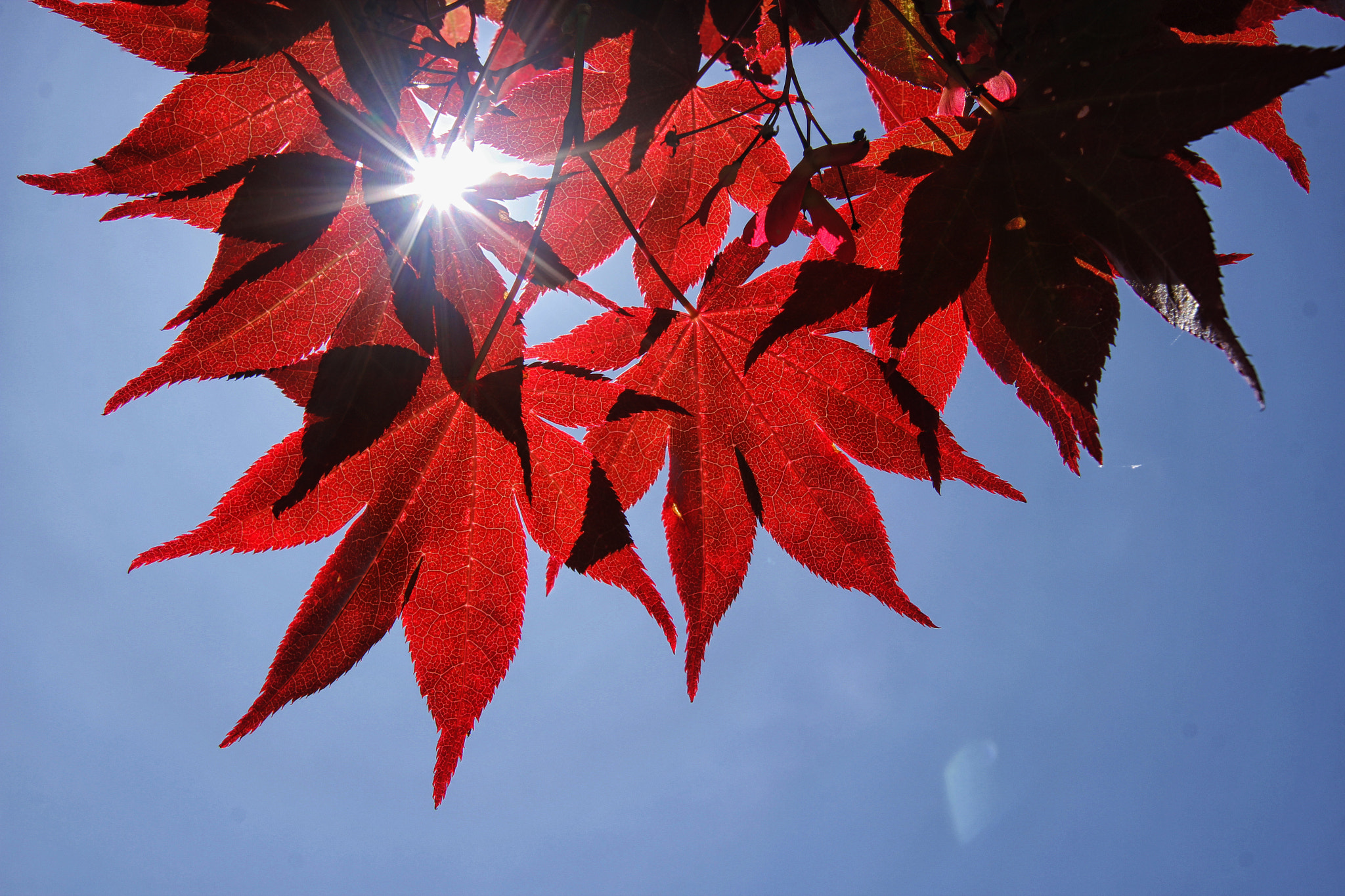 Canon EOS 600D (Rebel EOS T3i / EOS Kiss X5) + Sigma 10-20mm F3.5 EX DC HSM sample photo. Japanese maple photography