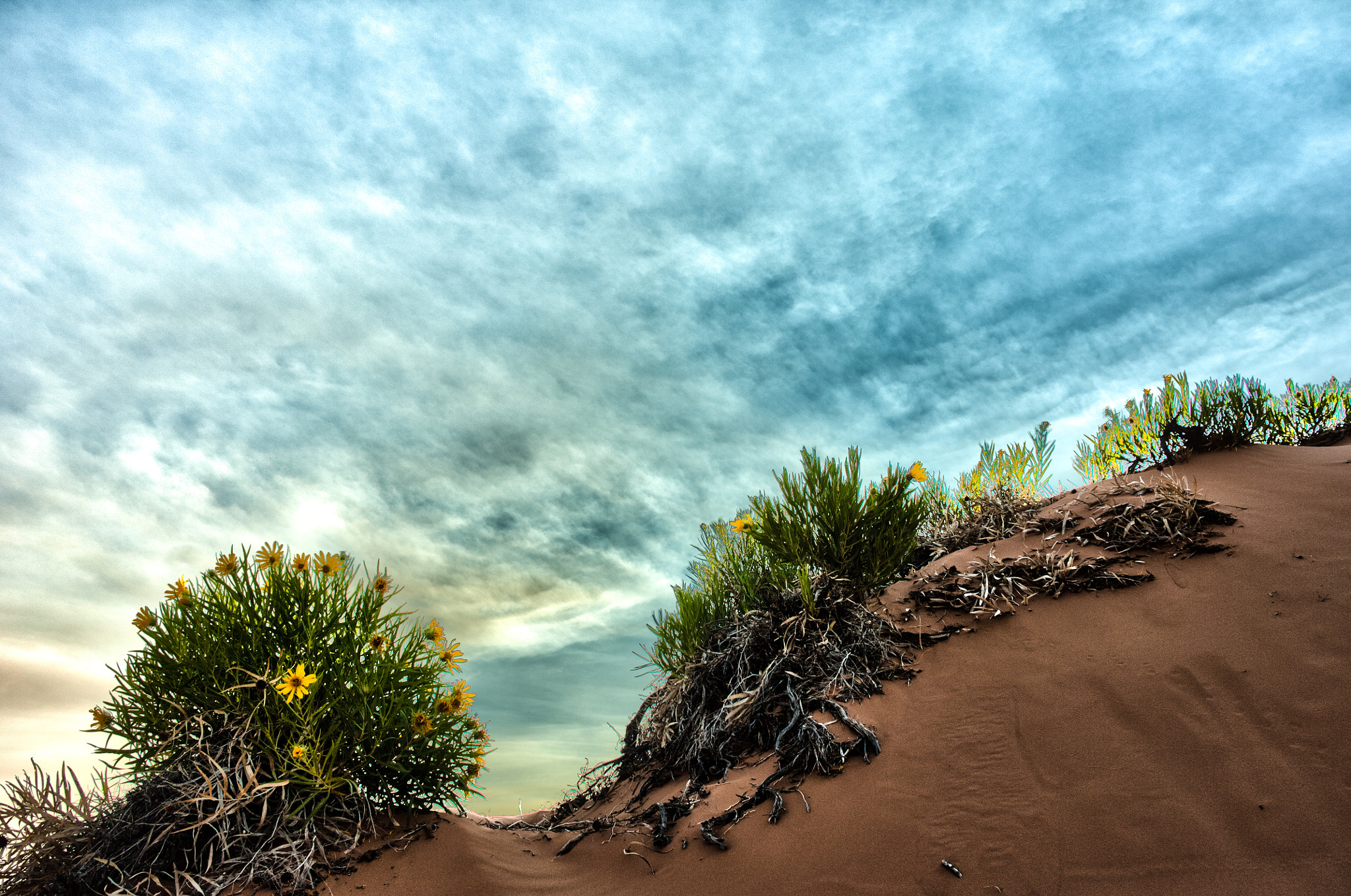 Nikon D2X sample photo. Living desert photography