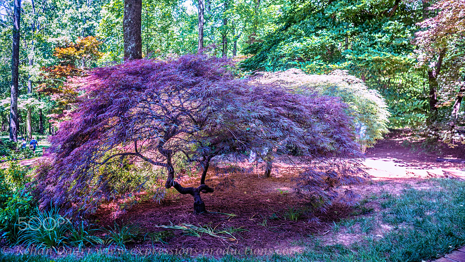 Sony a7R II + Canon EF 24-70mm F2.8L USM sample photo. Gibbs japanese gardens photography
