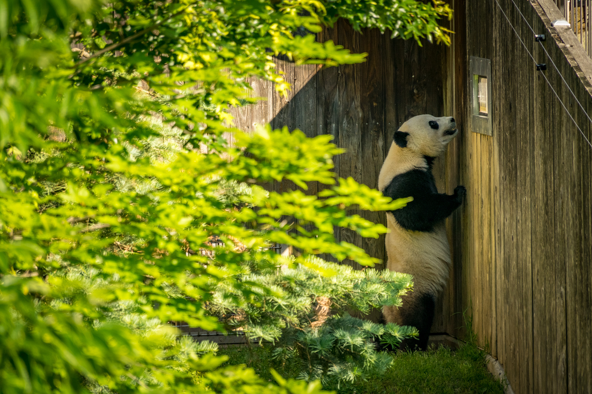 Sony E 18-200mm F3.5-6.3 OSS sample photo. Panda photography