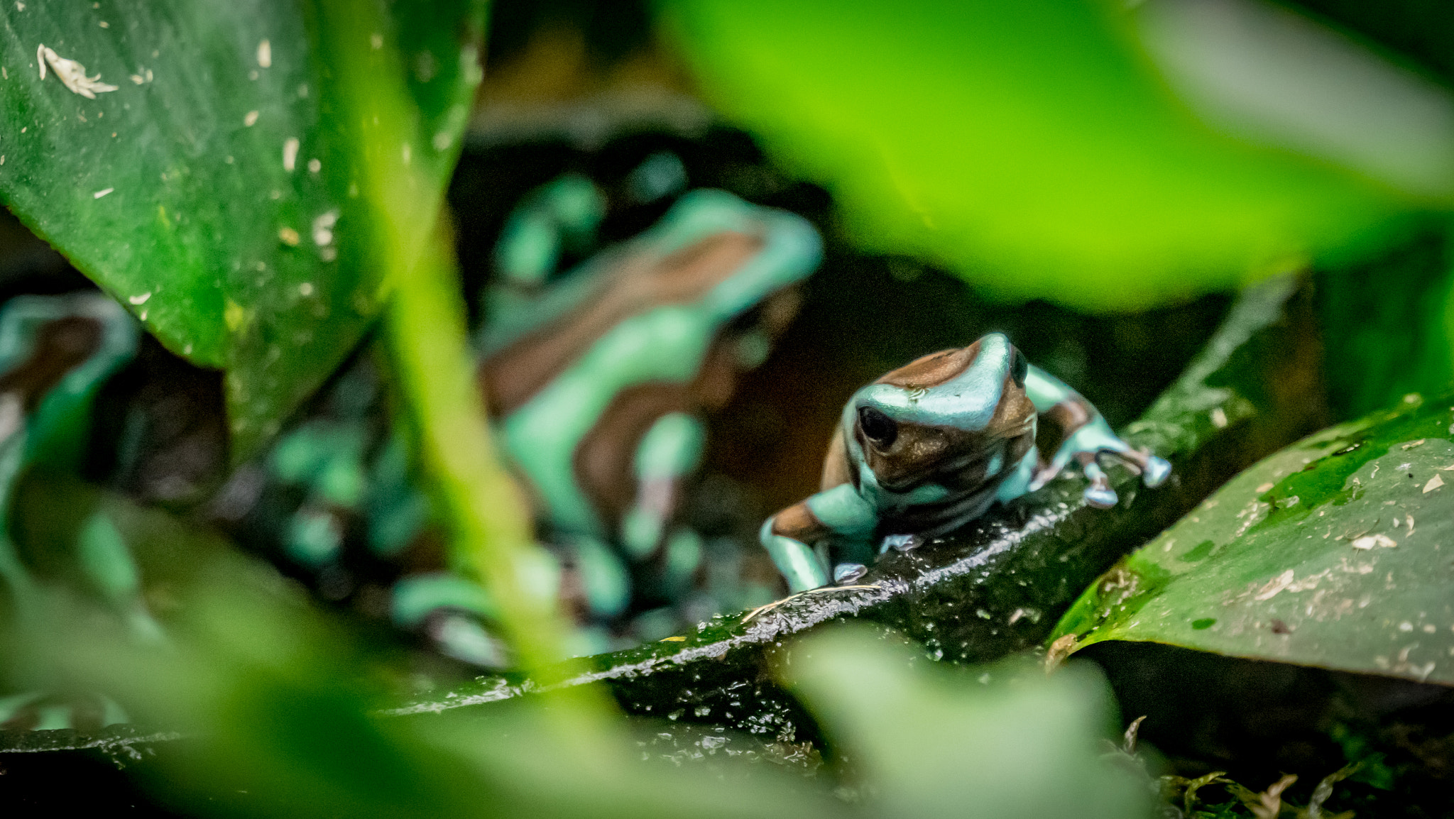 Sony a7R + Sony E 18-200mm F3.5-6.3 OSS sample photo. Poisonous frogs photography