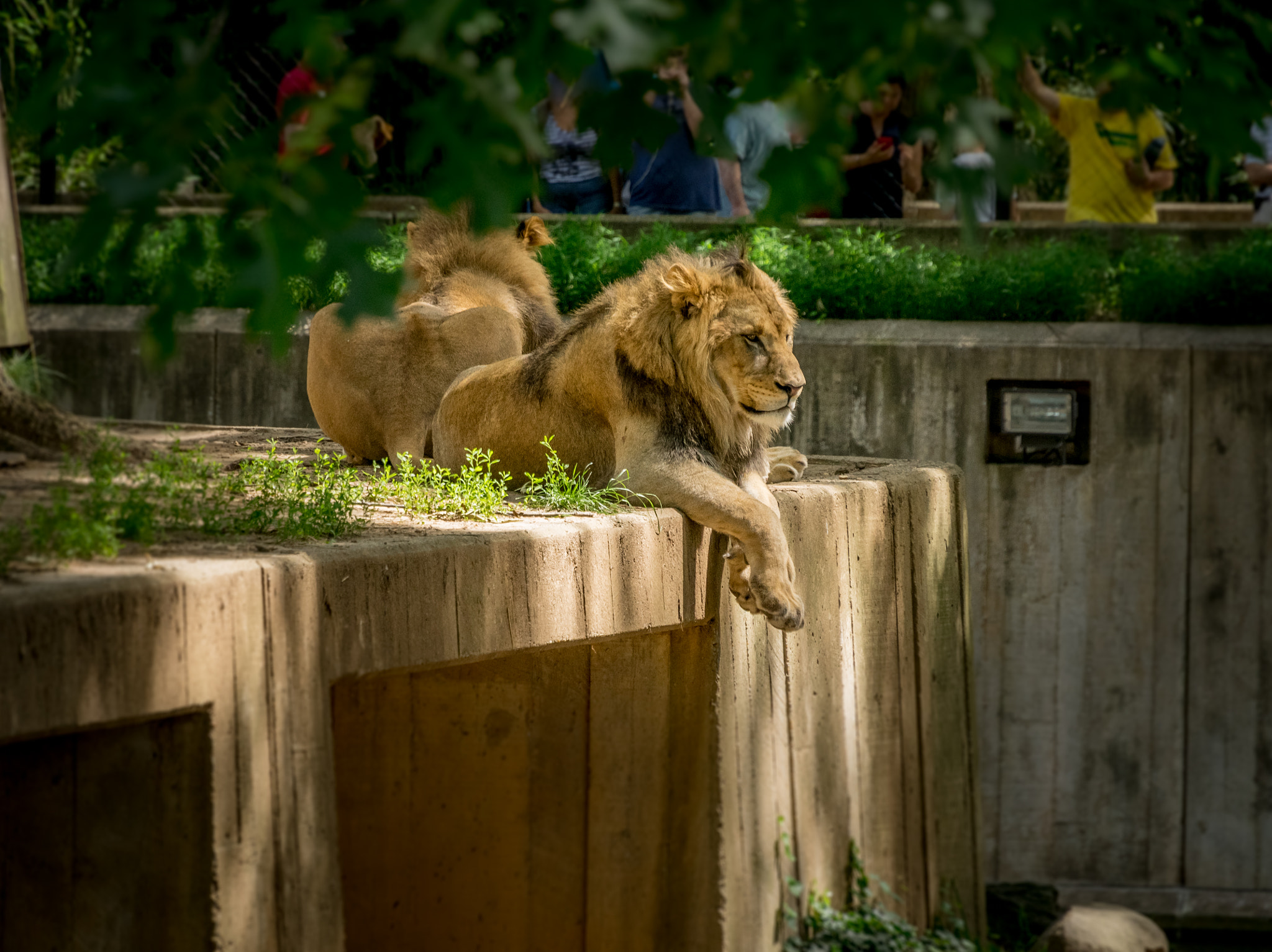 Sony E 18-200mm F3.5-6.3 OSS sample photo. Lions photography