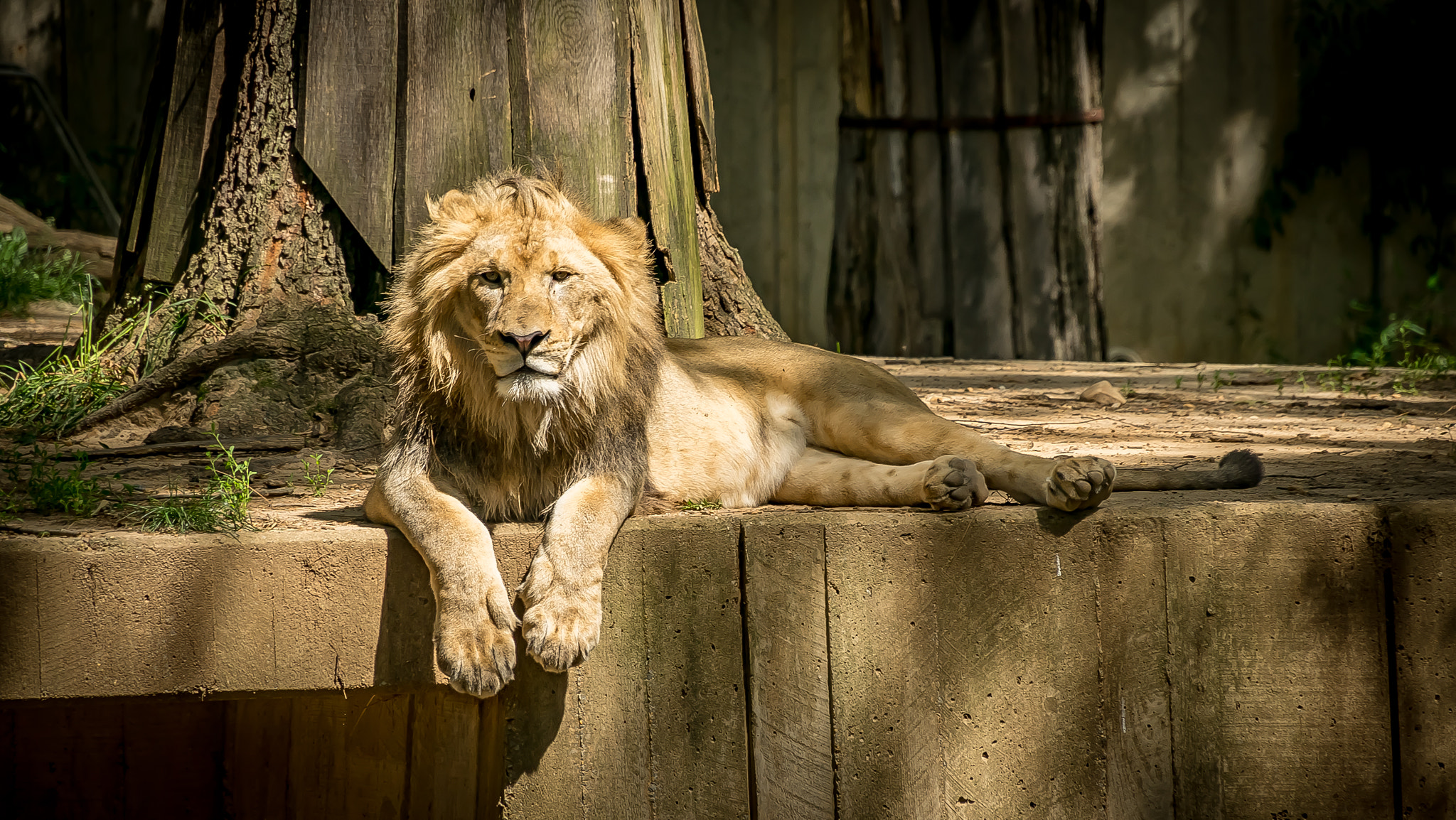 Sony E 18-200mm F3.5-6.3 OSS sample photo. Lions photography
