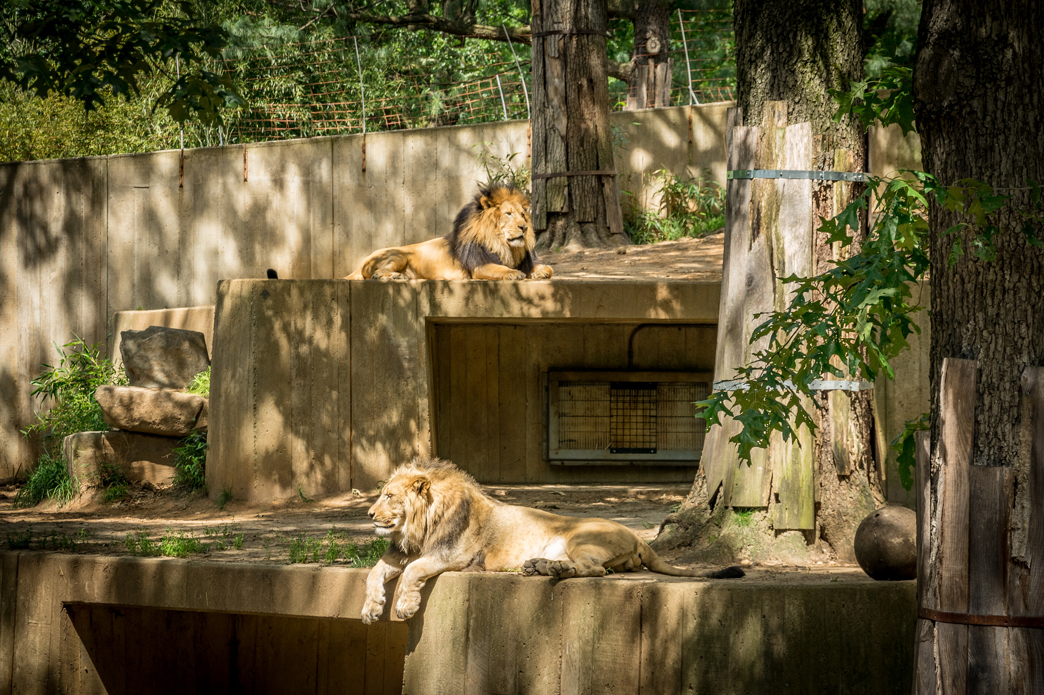Sony E 18-200mm F3.5-6.3 OSS sample photo. Lions photography