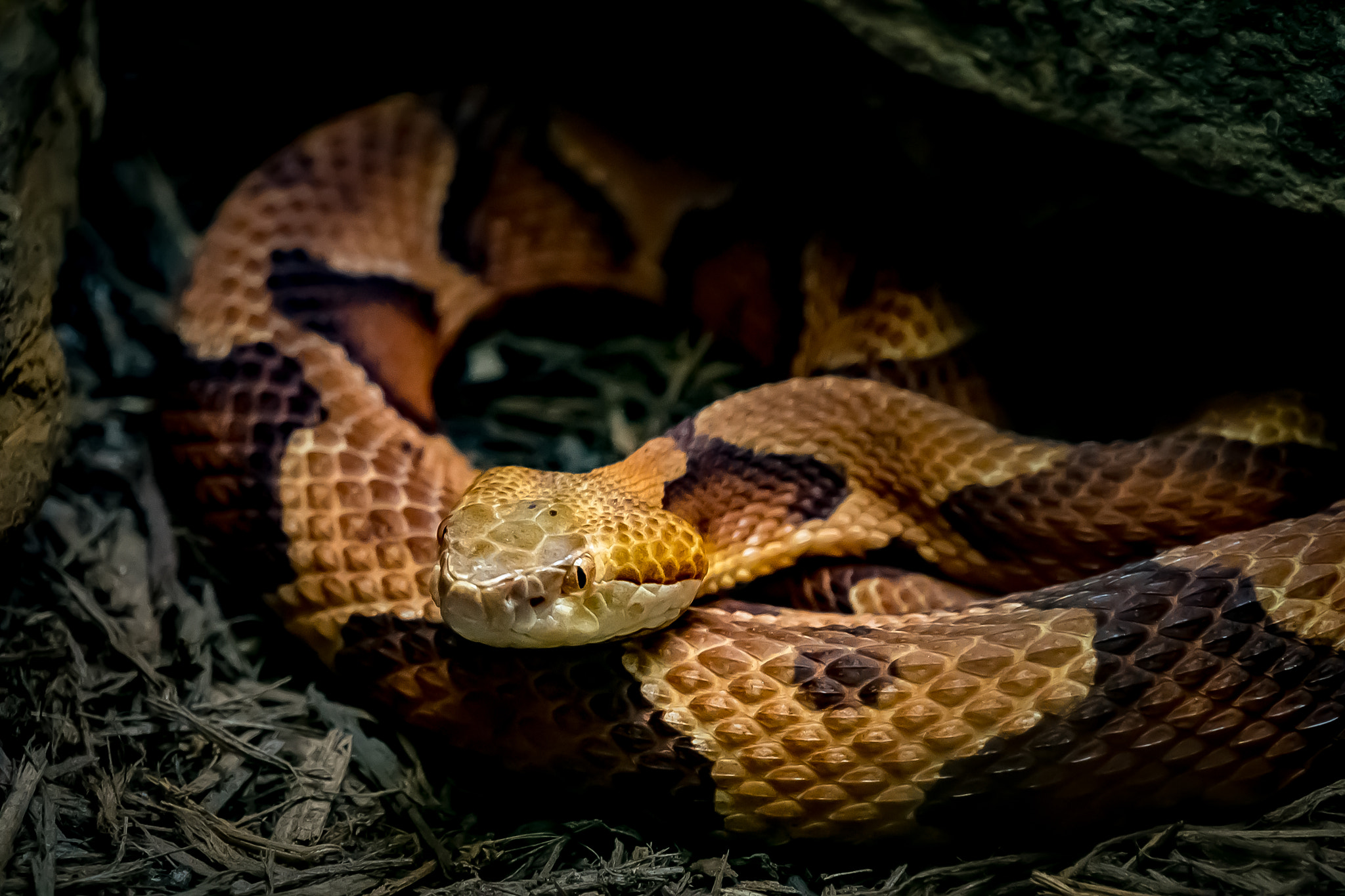 Sony E 18-200mm F3.5-6.3 OSS sample photo. Snake photography