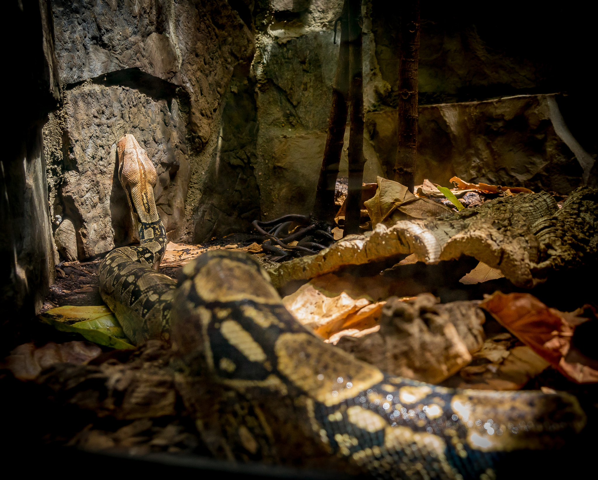 Sony E 18-200mm F3.5-6.3 OSS sample photo. Snake photography