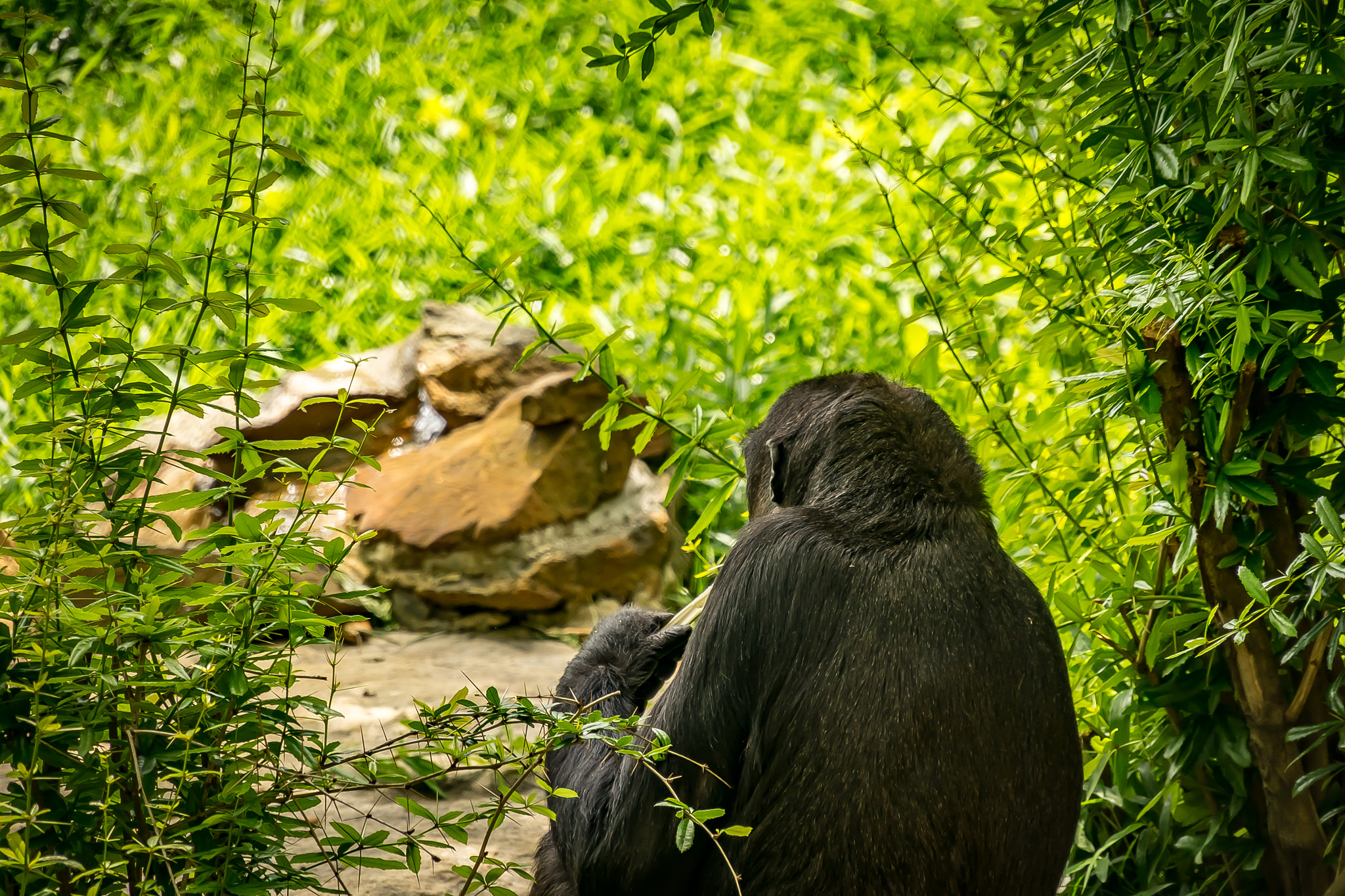 Sony a7R + Sony E 18-200mm F3.5-6.3 OSS sample photo. Lonely chimp photography