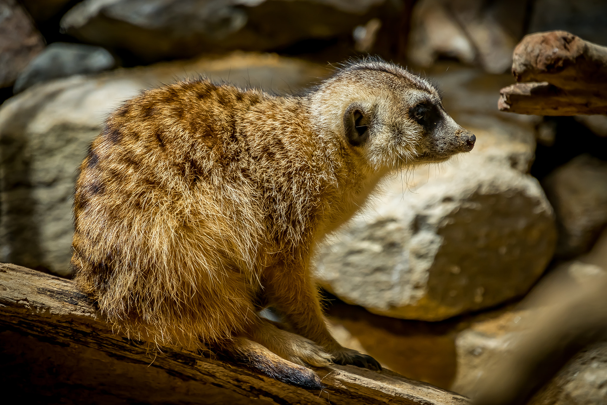 Sony E 18-200mm F3.5-6.3 OSS sample photo. Meerkat photography
