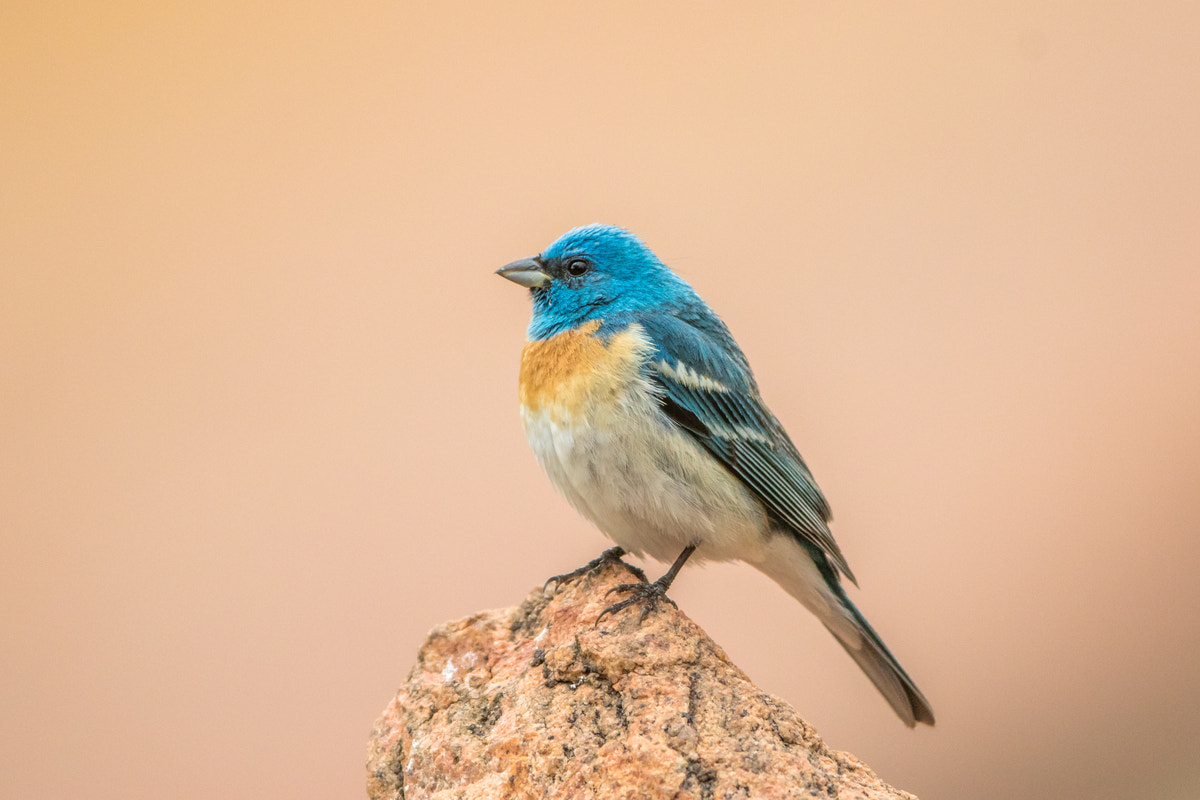 Canon EF 200-400mm F4L IS USM Extender 1.4x sample photo. Lazuli bunting photography