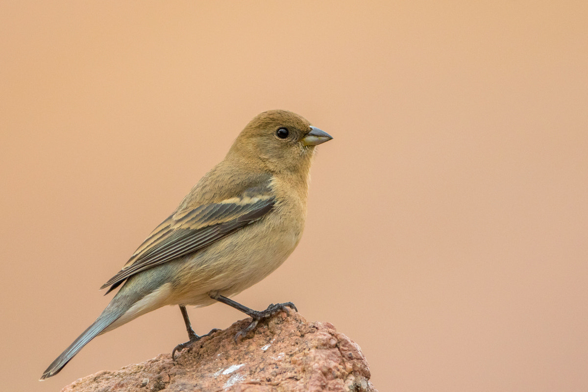 Canon EF 200-400mm F4L IS USM Extender 1.4x sample photo. Lazuli bunting photography