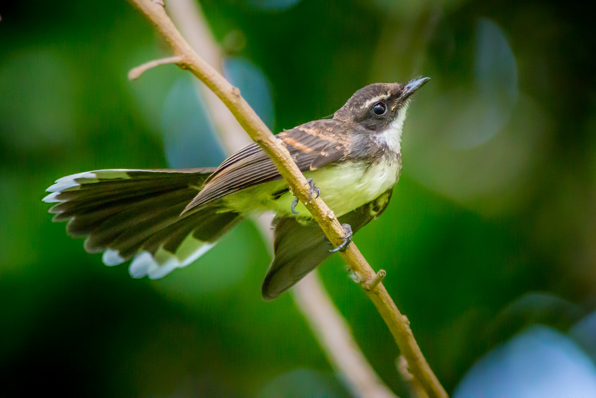 Canon EF 200mm f/2.8L II + 2x sample photo. Pied fantail photography