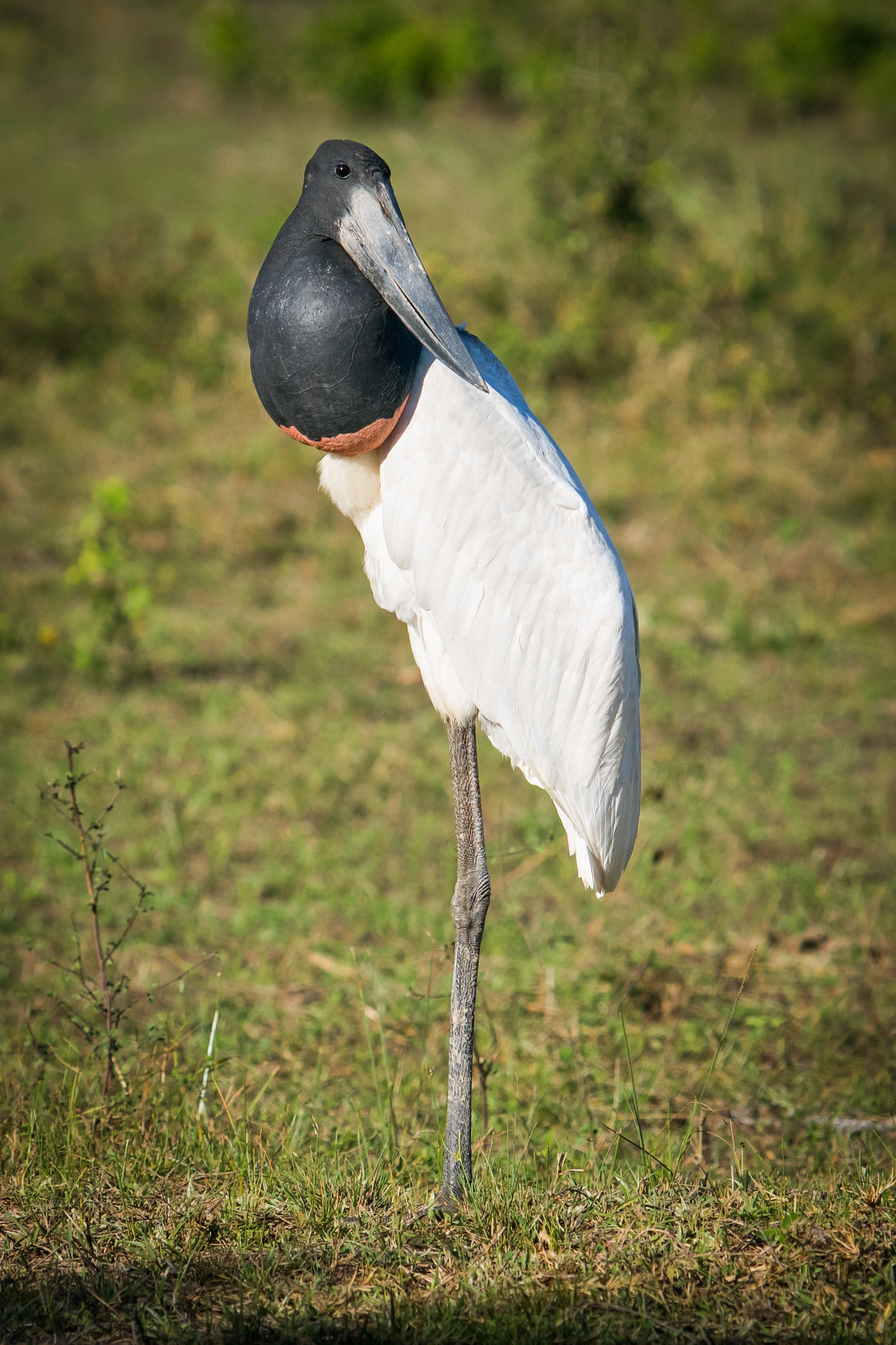 300mm F2.8 G sample photo. Jabiru stork photography