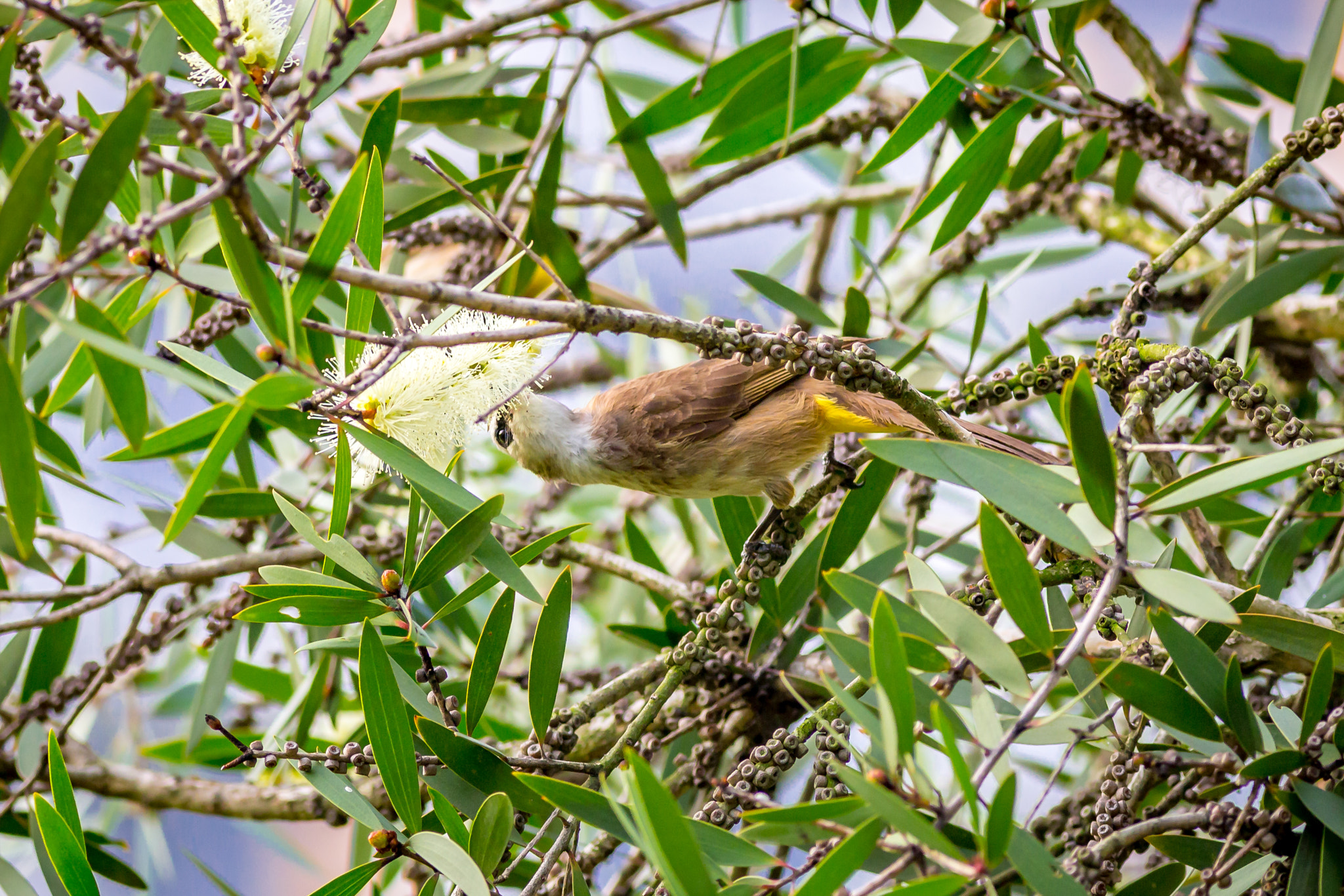 Canon EOS 6D + Canon EF 400mm F5.6L USM sample photo. Yellow vented bul bul photography