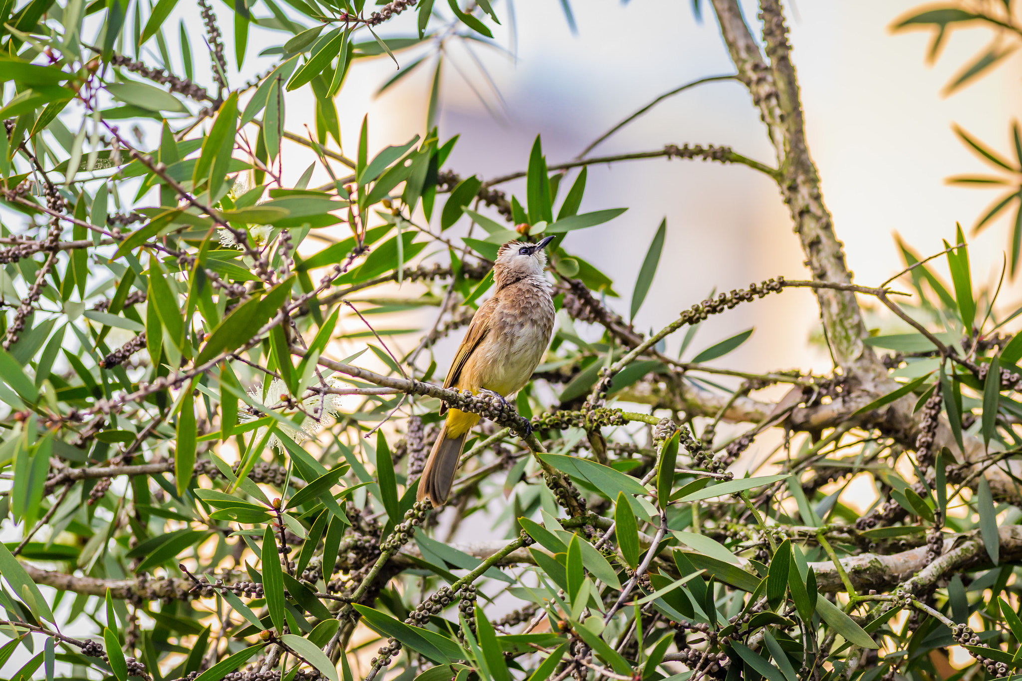 Canon EOS 6D + Canon EF 400mm F5.6L USM sample photo. Yellow vented bul bul photography