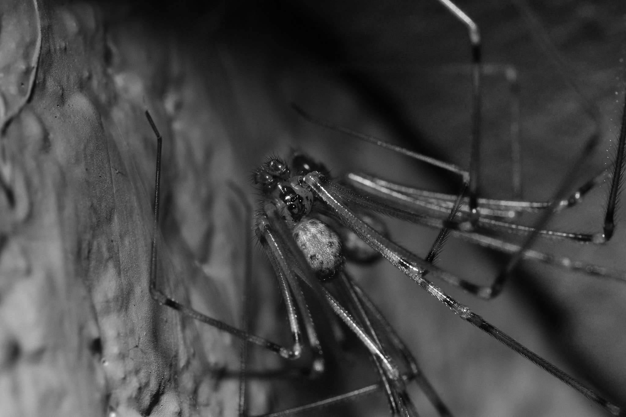 Nikon D3100 + Nikon AF Micro-Nikkor 60mm F2.8D sample photo. Spider romance photography