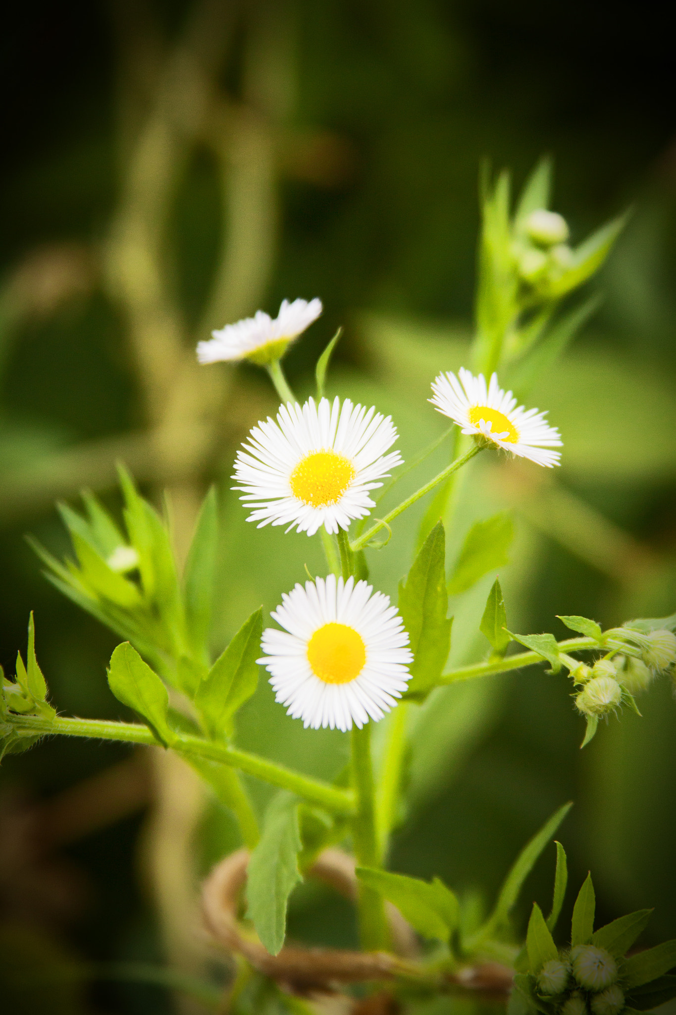 Canon EF 28-135mm F3.5-5.6 IS USM sample photo. Flower 1 photography
