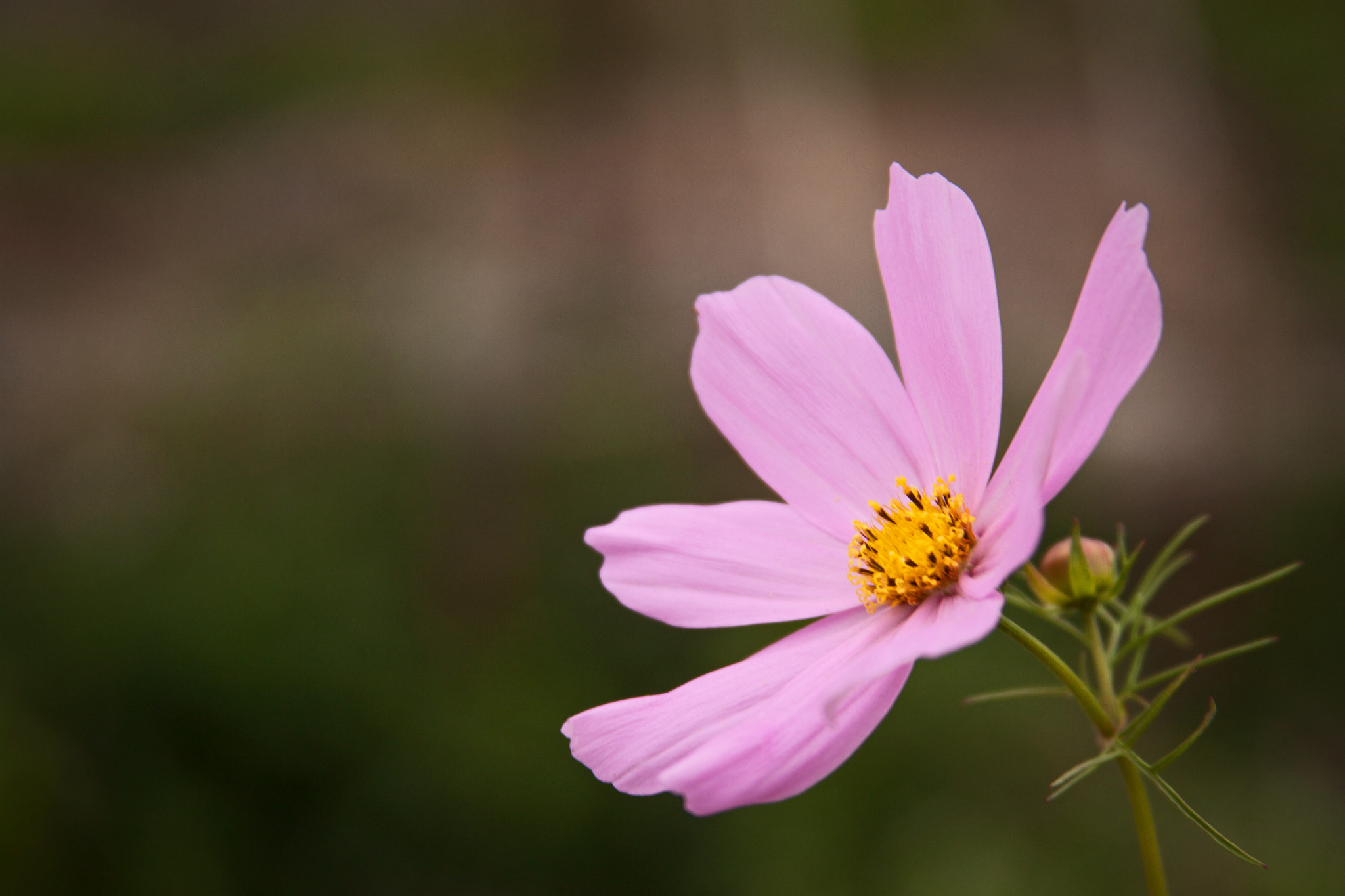 Canon EF 28-135mm F3.5-5.6 IS USM sample photo. Flower 2 photography