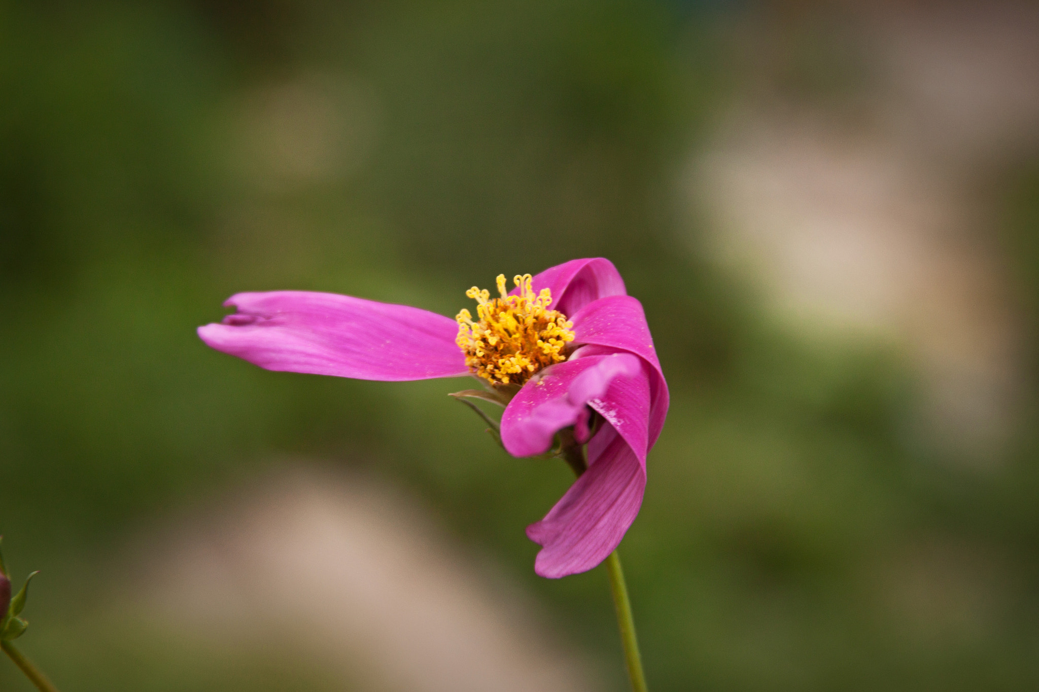 Canon EF 28-135mm F3.5-5.6 IS USM sample photo. Flower 3 photography