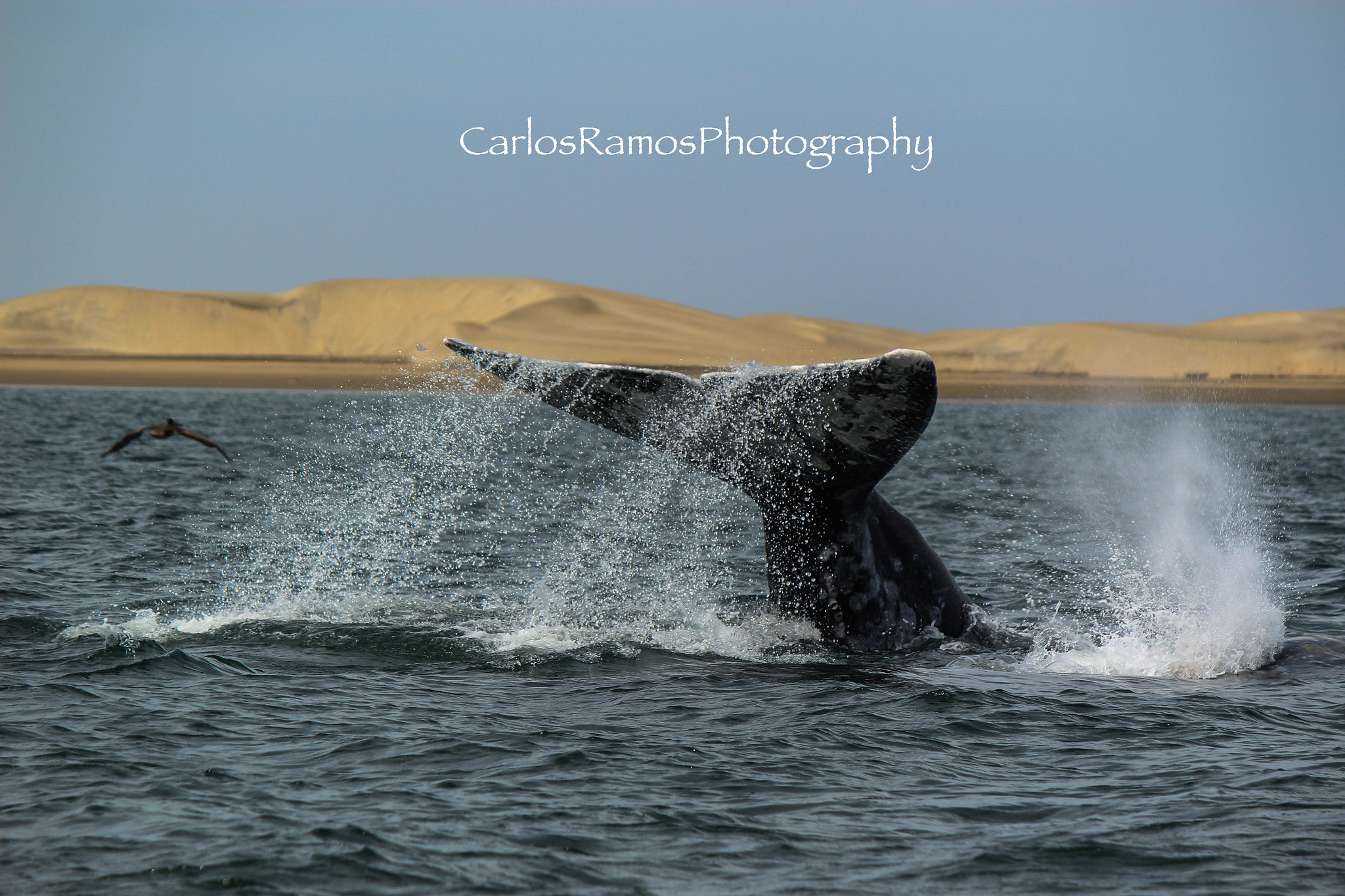 Canon EOS 600D (Rebel EOS T3i / EOS Kiss X5) sample photo. Naturaleza photography