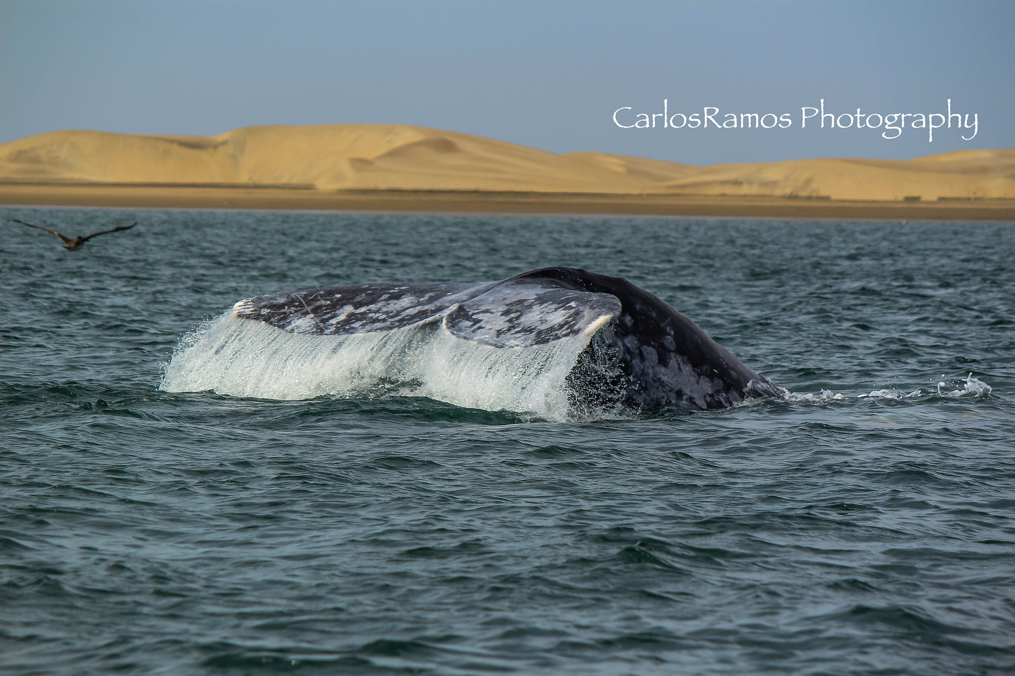 Canon EOS 600D (Rebel EOS T3i / EOS Kiss X5) sample photo. Naturaleza photography