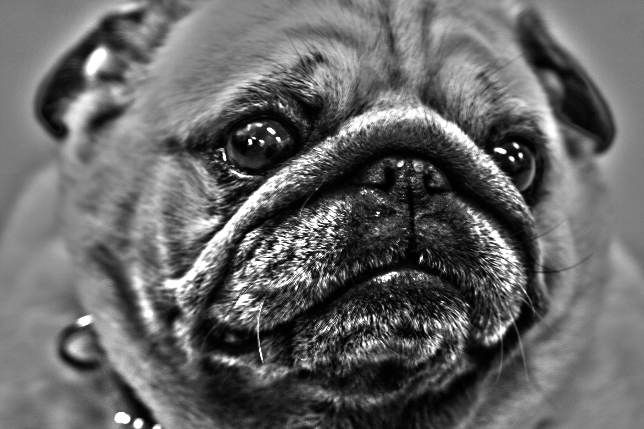 Canon EF 28-105mm f/3.5-4.5 USM sample photo. Pug photography