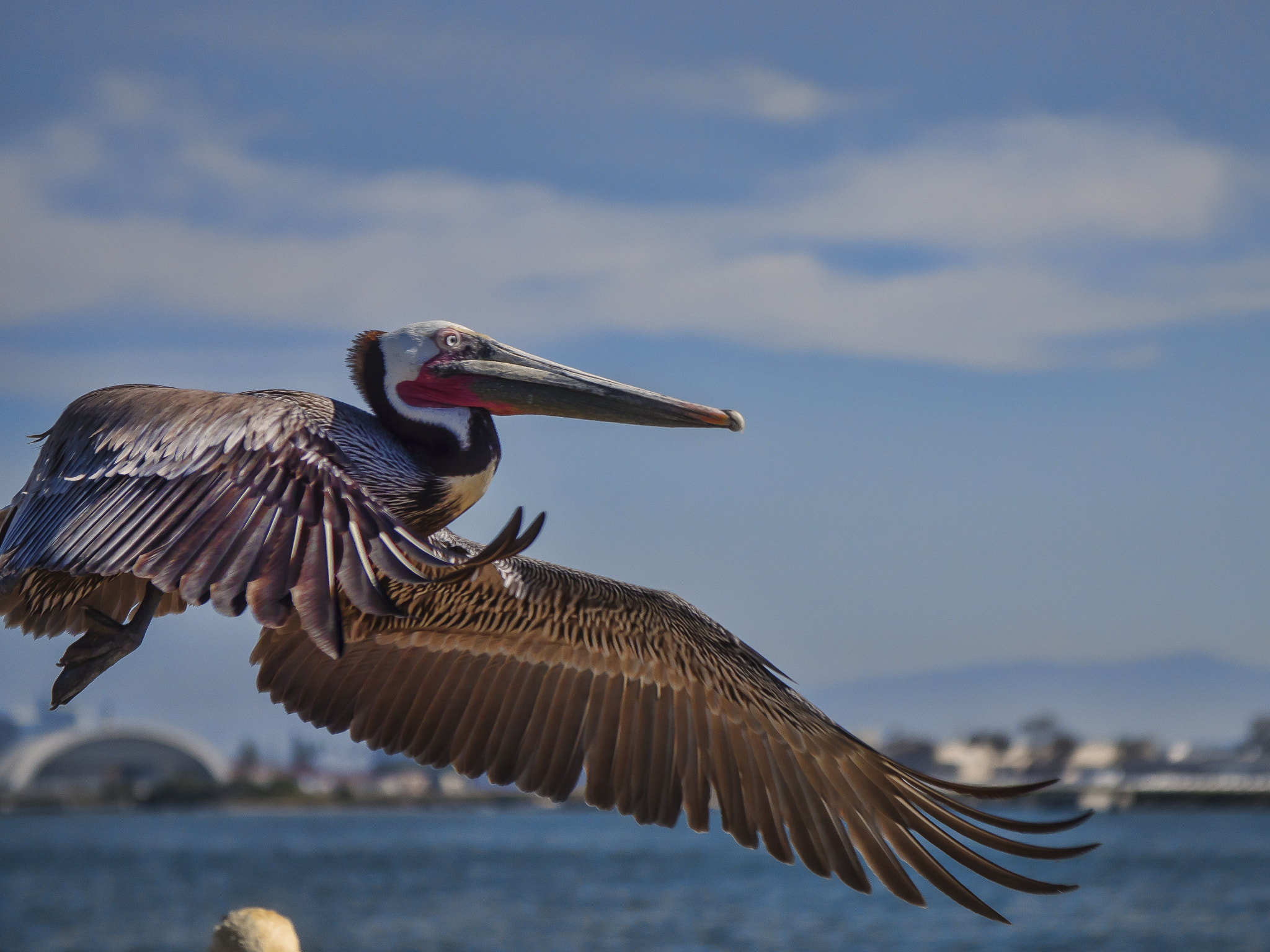 Panasonic Lumix DMC-GH4 + Canon EF 24-105mm F4L IS USM sample photo. Pelican in flight photography