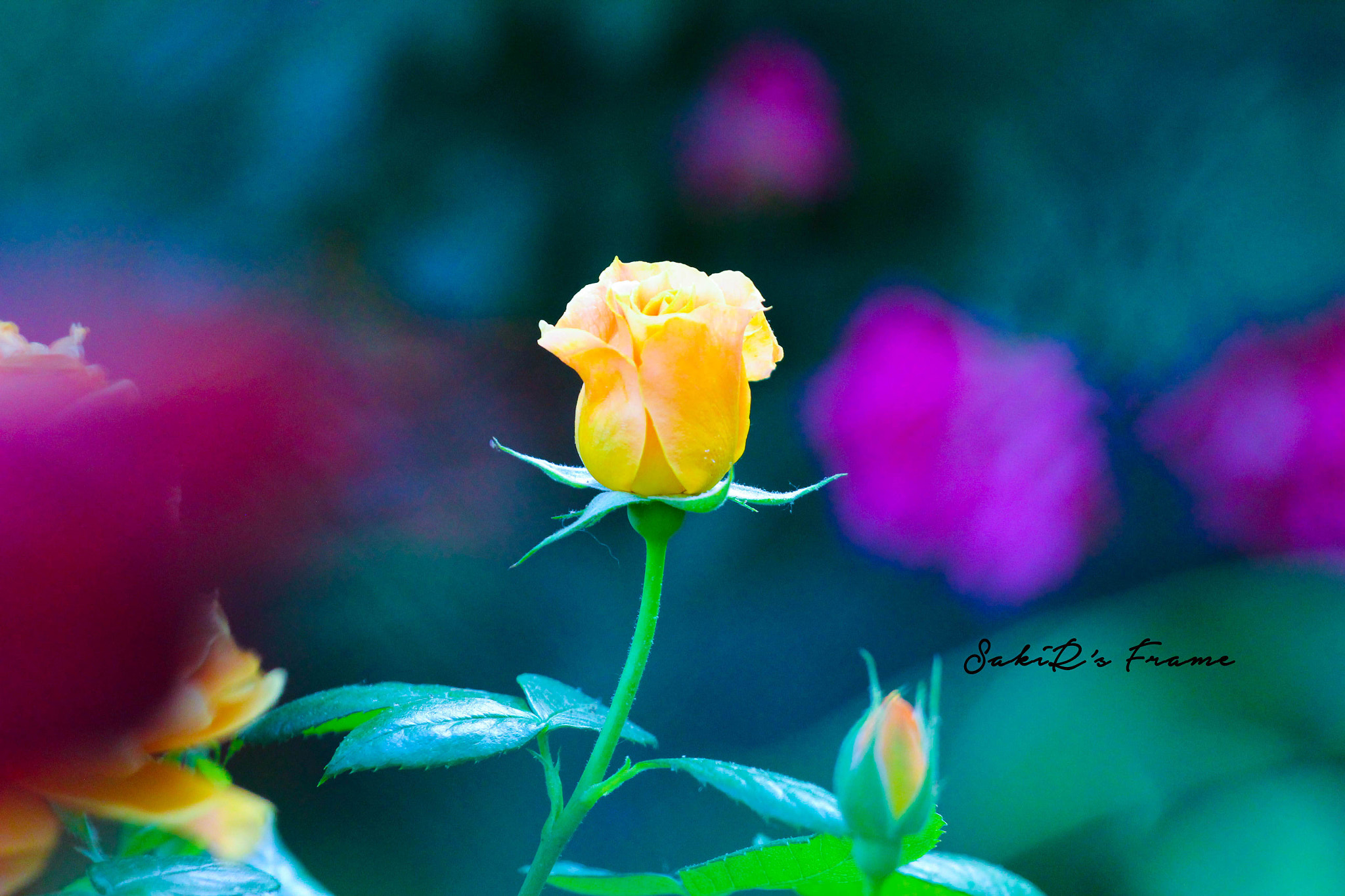 Canon EOS 1200D (EOS Rebel T5 / EOS Kiss X70 / EOS Hi) + Canon EF 70-200mm F4L USM sample photo. That dreams name 'yollow rose' photography