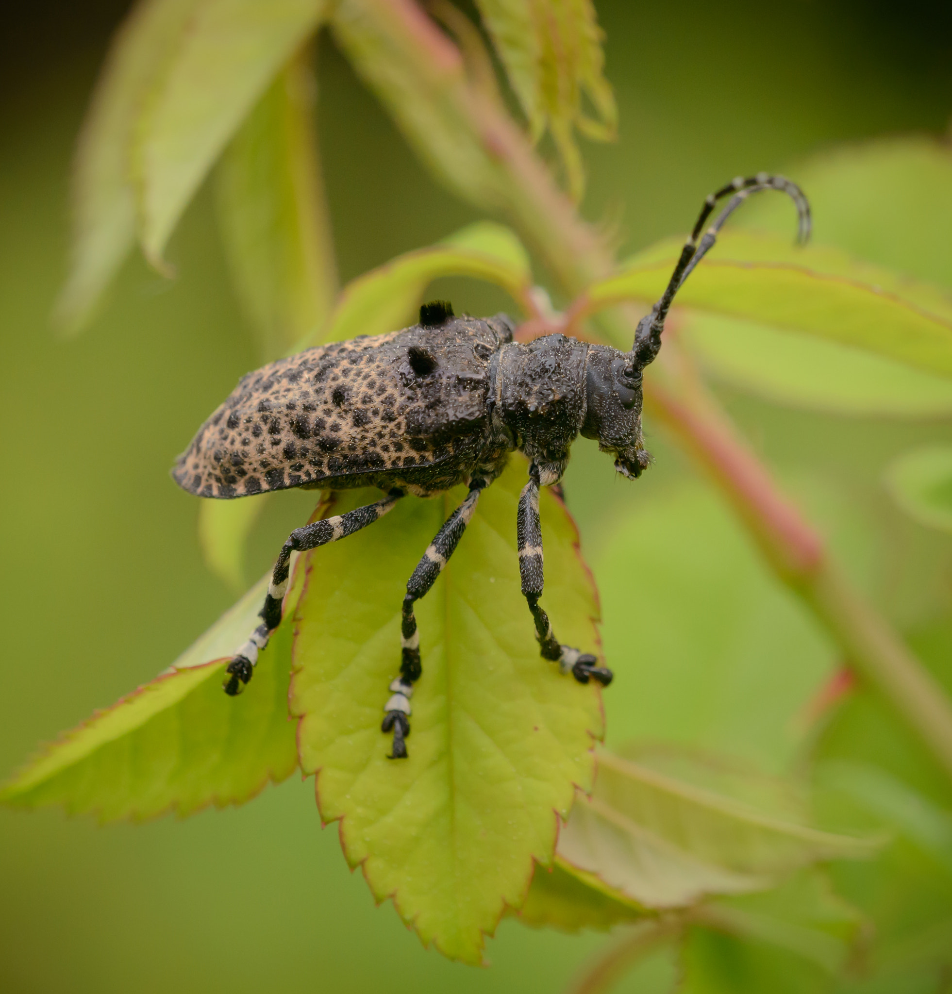 Sigma 150mm F2.8 EX DG Macro HSM sample photo. Long hornes beetle photography