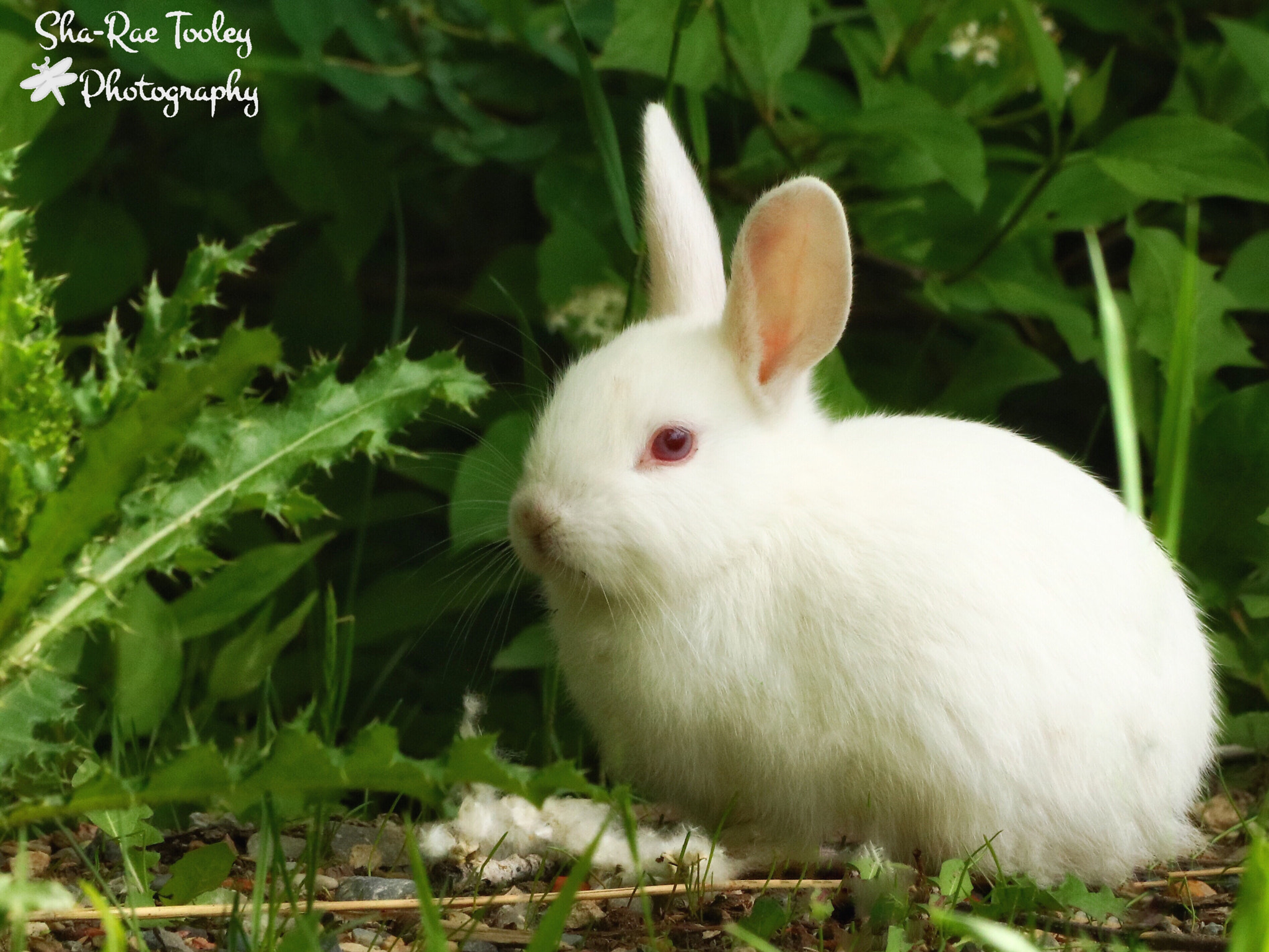 Canon EF 70-300mm F4-5.6 IS USM sample photo
