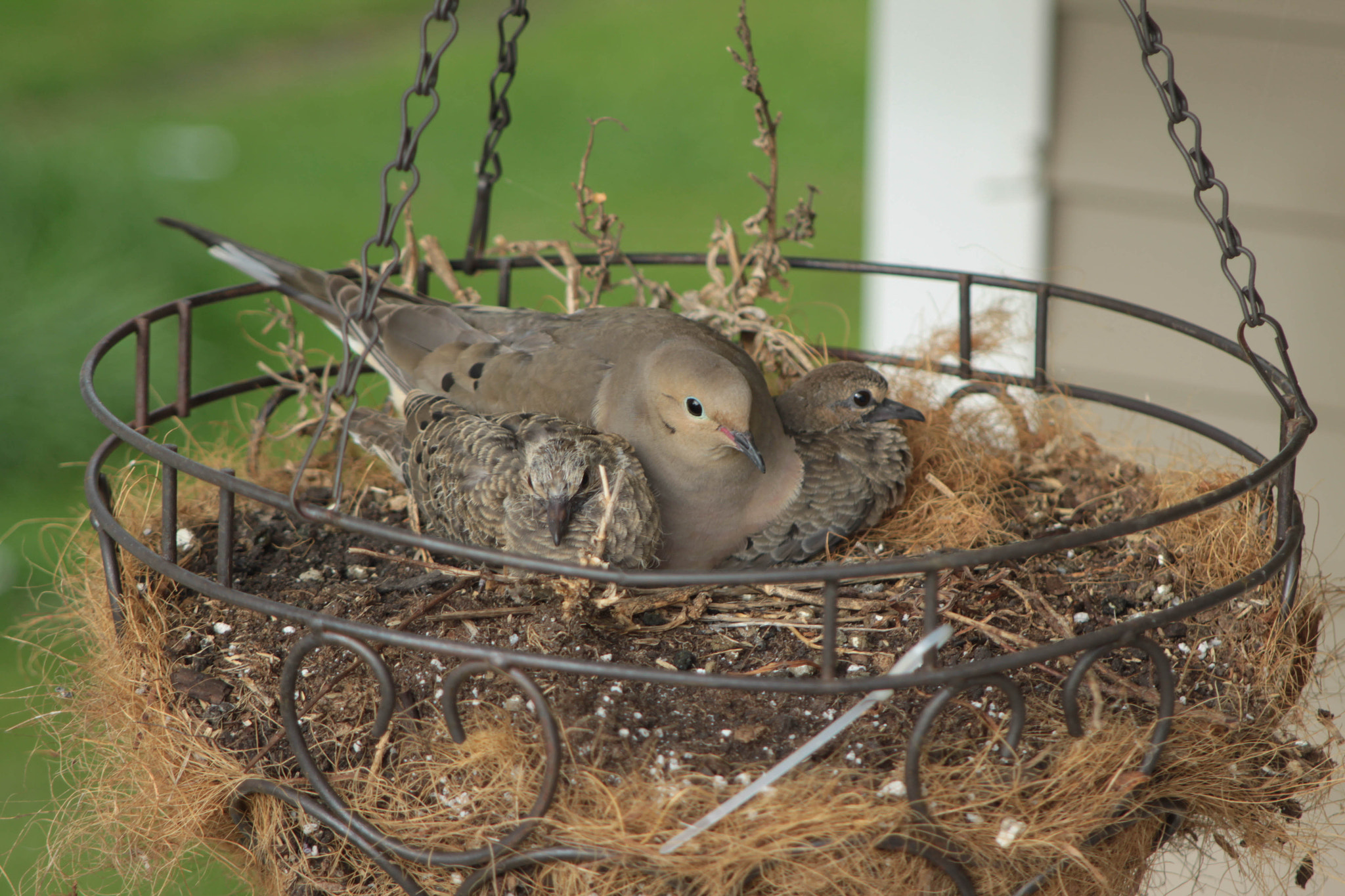 Canon EF 28-105mm f/3.5-4.5 USM sample photo. Mourning dove family photography