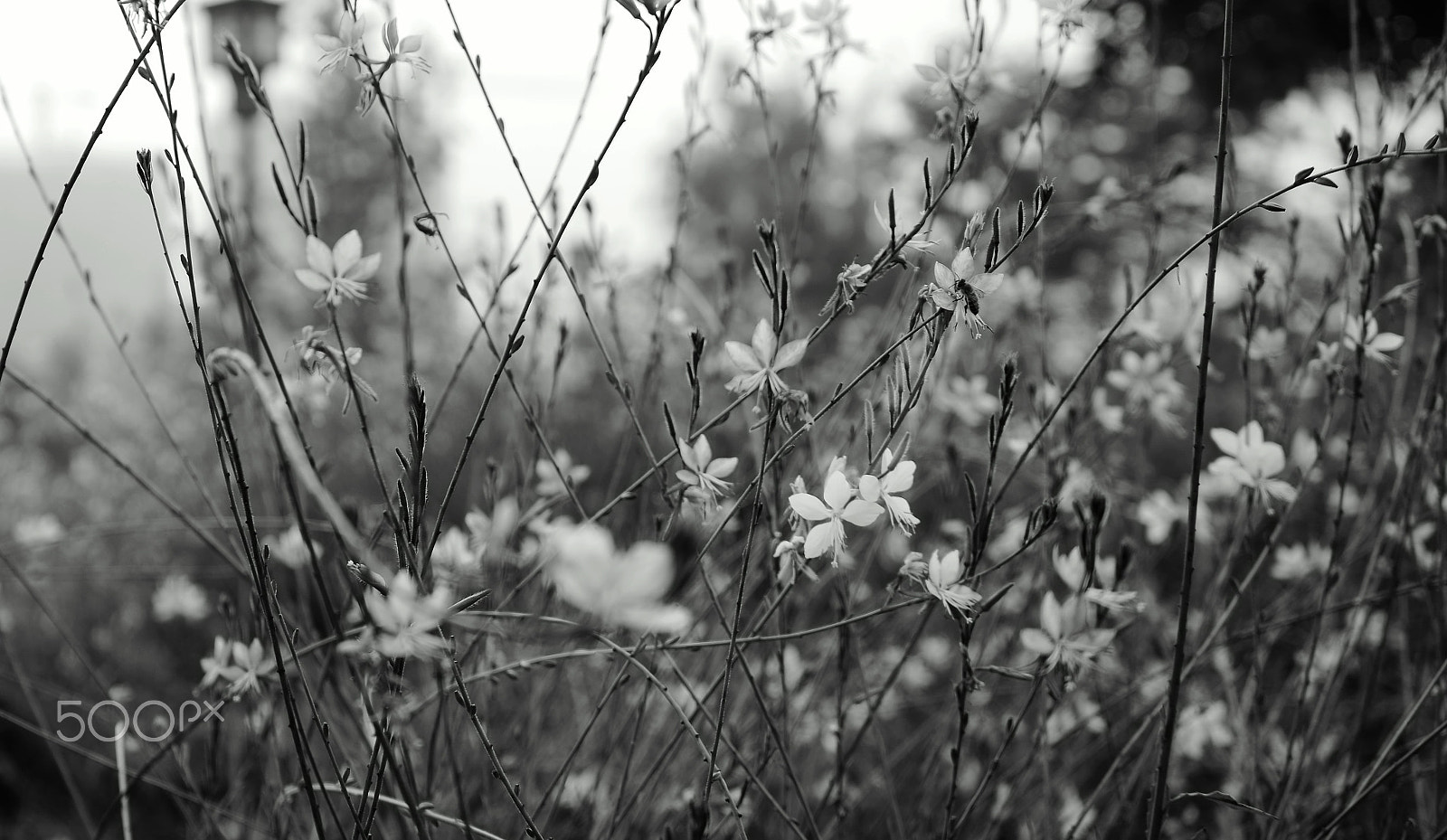 Tamron 18-200mm F3.5-6.3 Di III VC sample photo. () photography