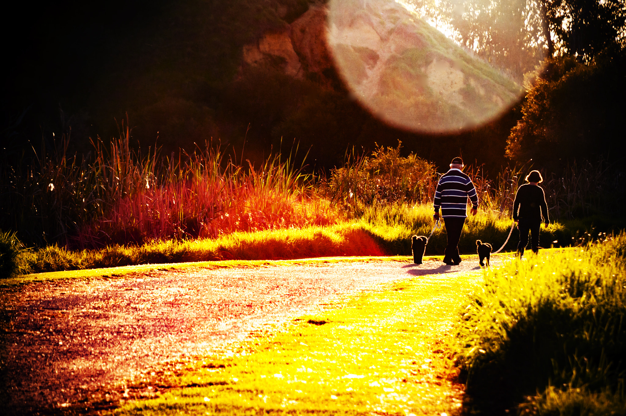 Nikon D300S sample photo. Evening walk photography