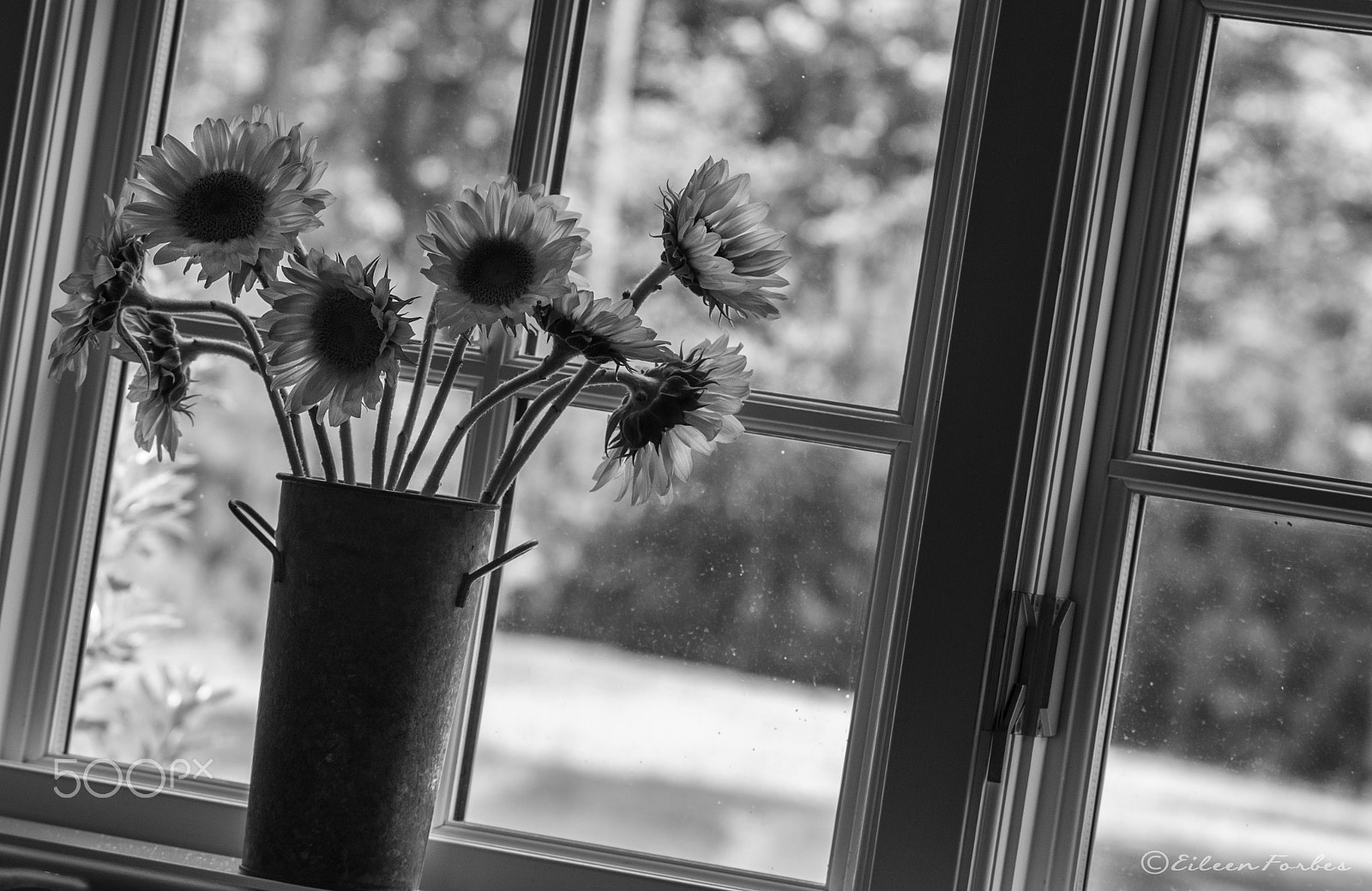 Canon EOS 100D (EOS Rebel SL1 / EOS Kiss X7) sample photo. Sunflowers on windowsill photography