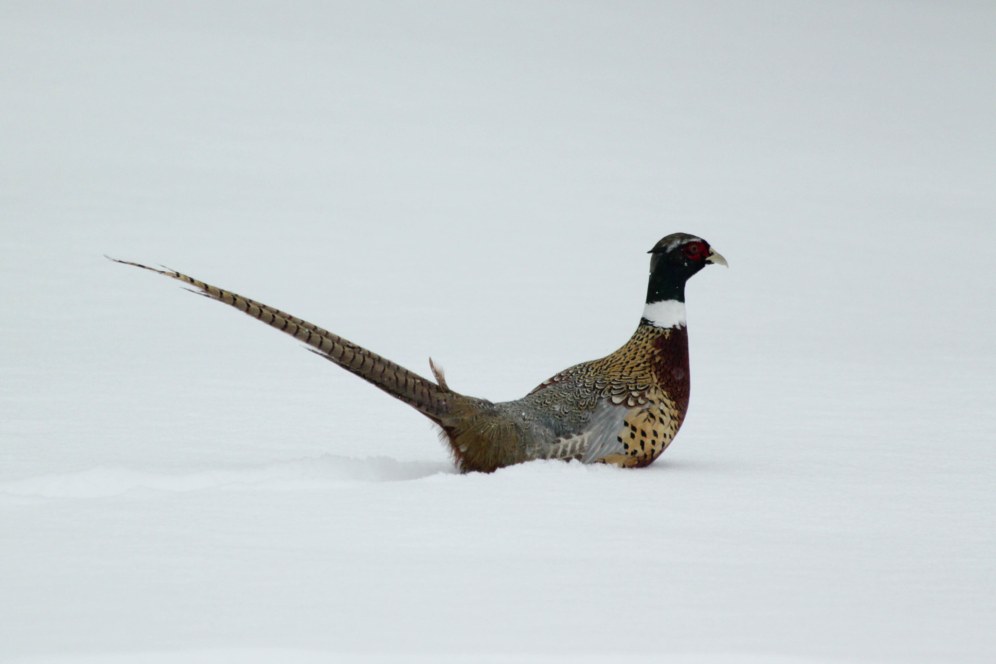 Canon EOS 500D (EOS Rebel T1i / EOS Kiss X3) + Canon EF 70-300mm F4-5.6 IS USM sample photo. Pheasant after snow storm photography