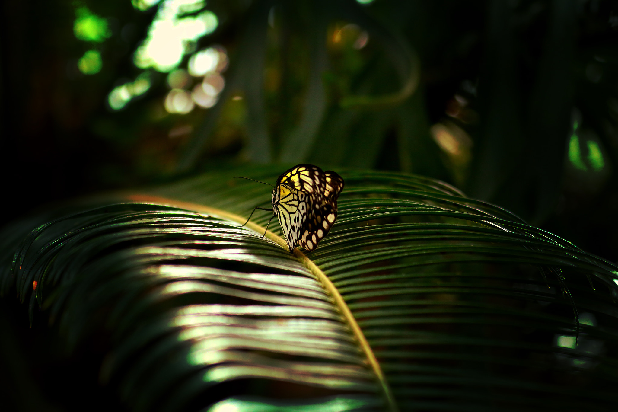 Canon EF 70-300mm F4-5.6L IS USM sample photo. A photo i took at the niagara butterfly conservatory. photography