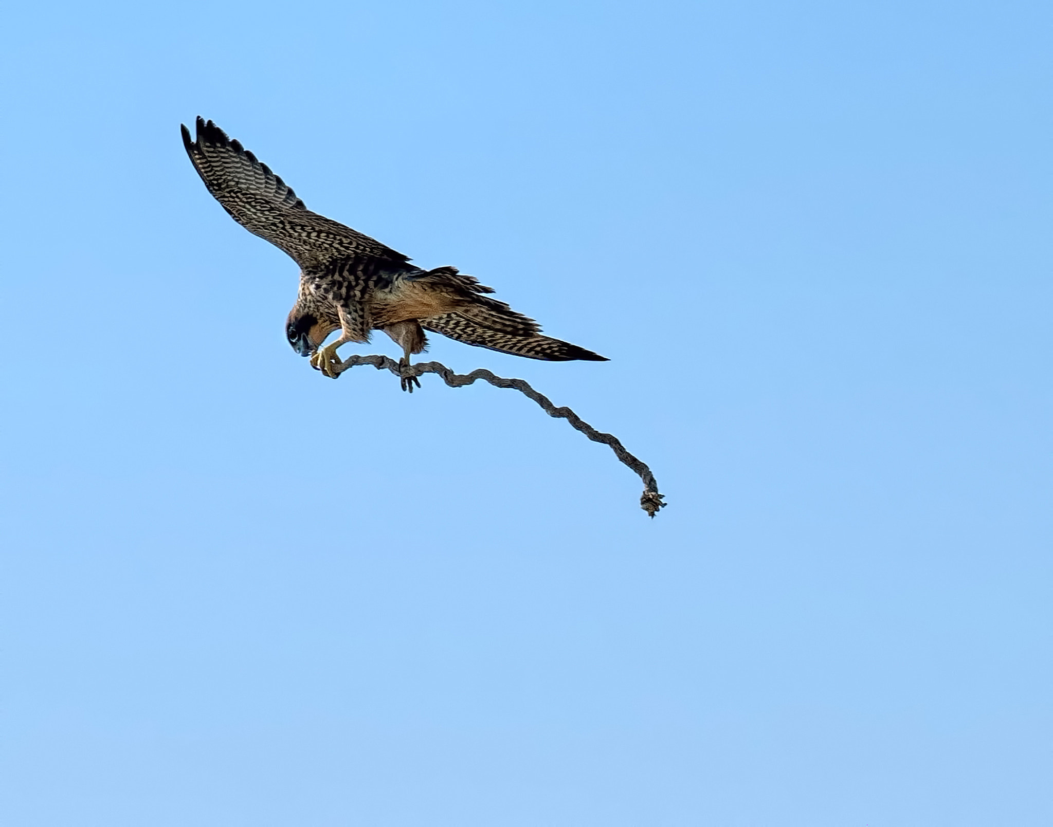Nikon AF-S Nikkor 300mm F2.8G ED-IF VR sample photo. Fly softly & carry a long stick- photography