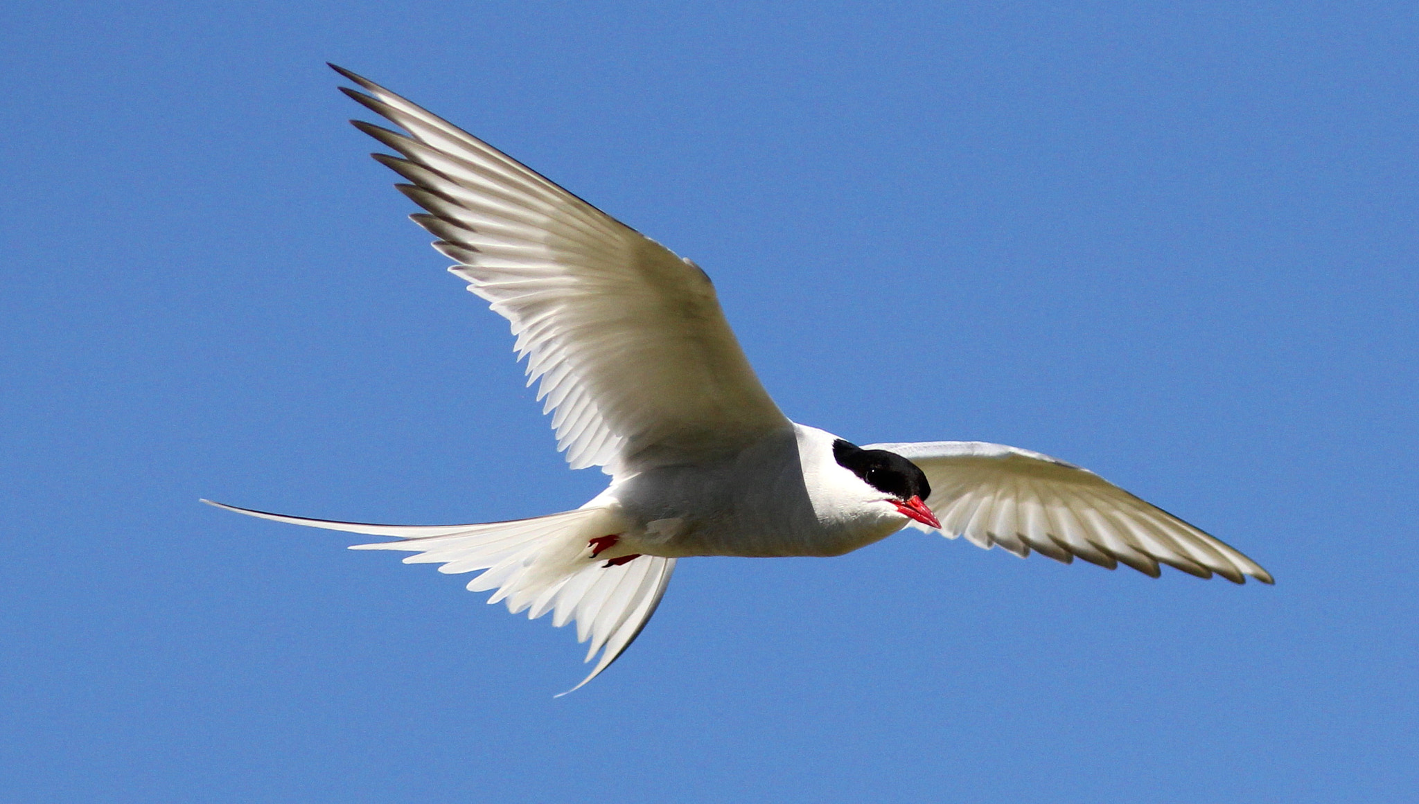 Canon EF 300mm F4L IS USM sample photo. Arctic tern photography