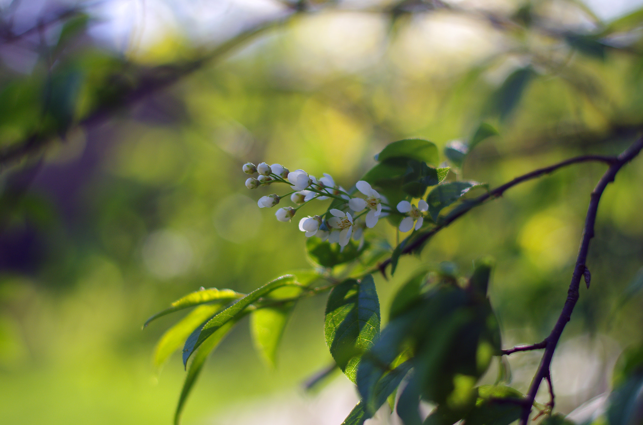 Pentax K-5 + Pentax smc FA 50mm F1.4 sample photo. *** photography