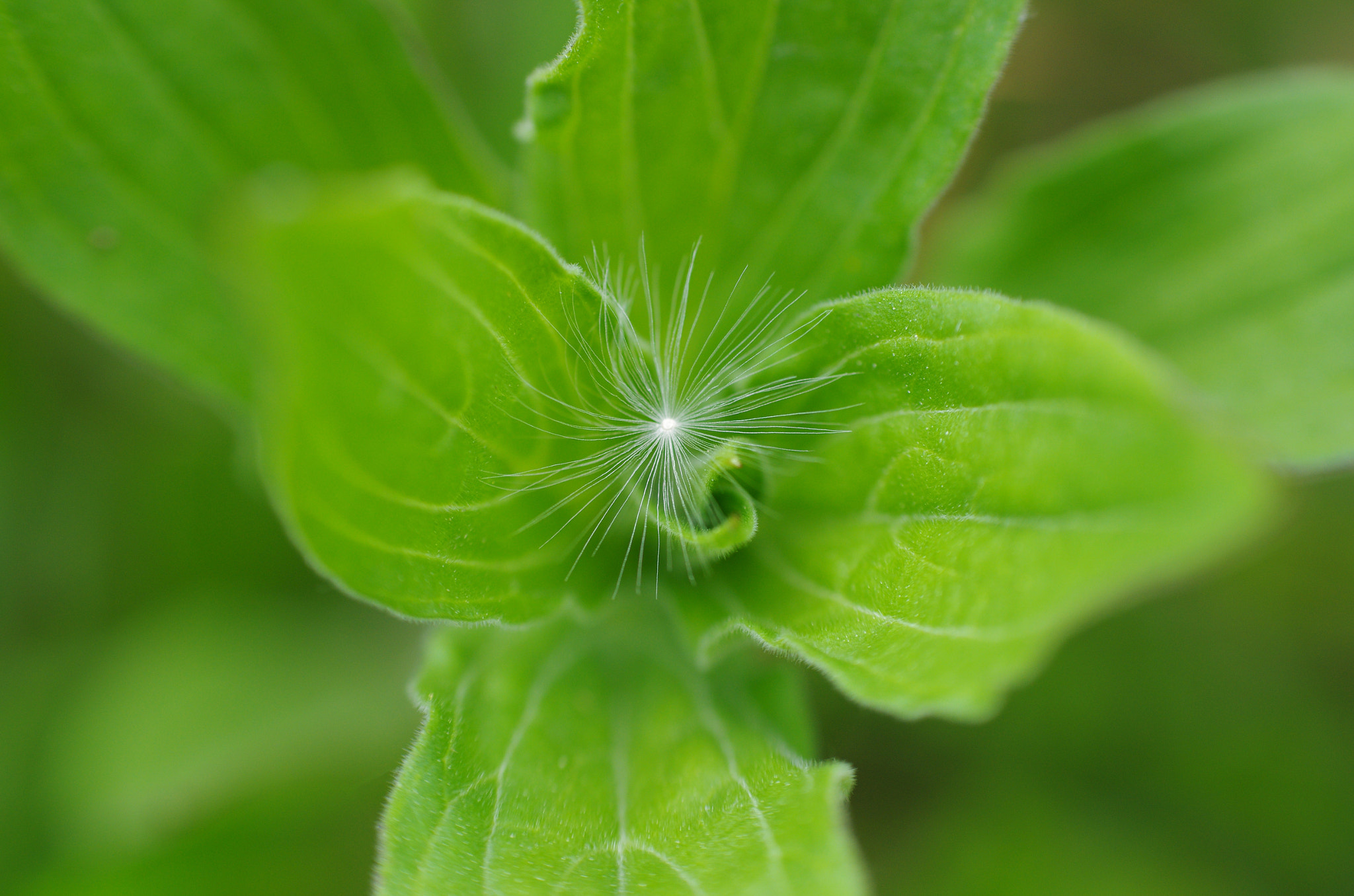 Pentax K-5 sample photo. Fluff photography