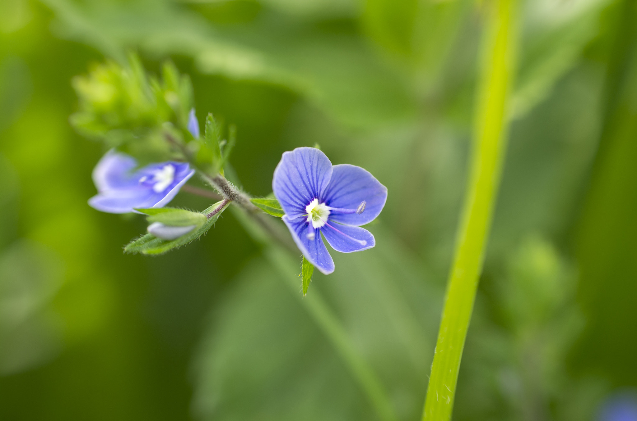 Pentax K-5 sample photo. Flower photography