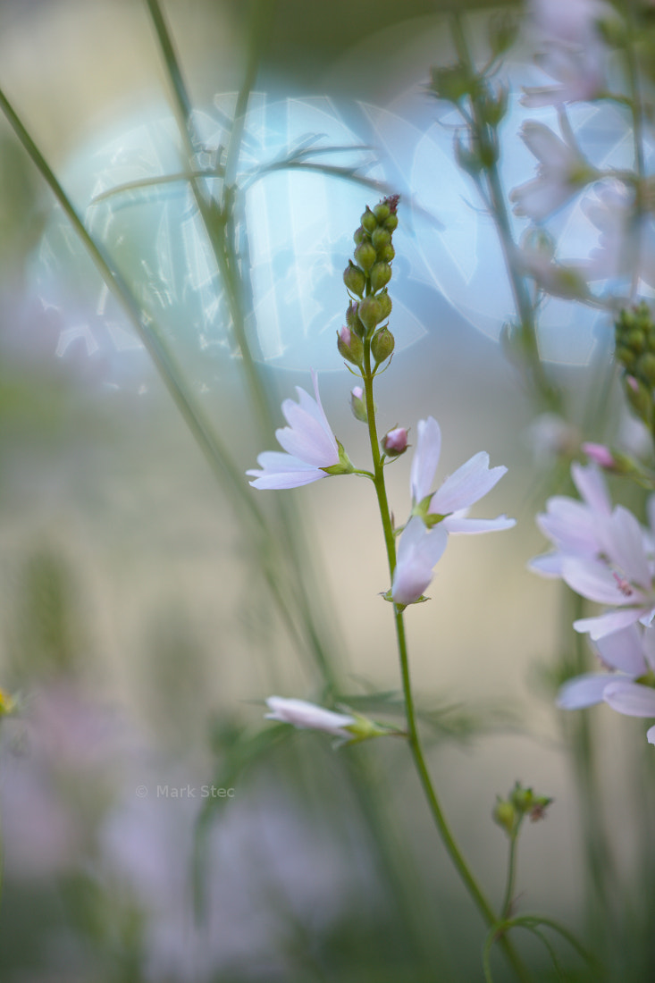 ZEISS Apo Sonnar T* 135mm F2 sample photo. Flowers photography