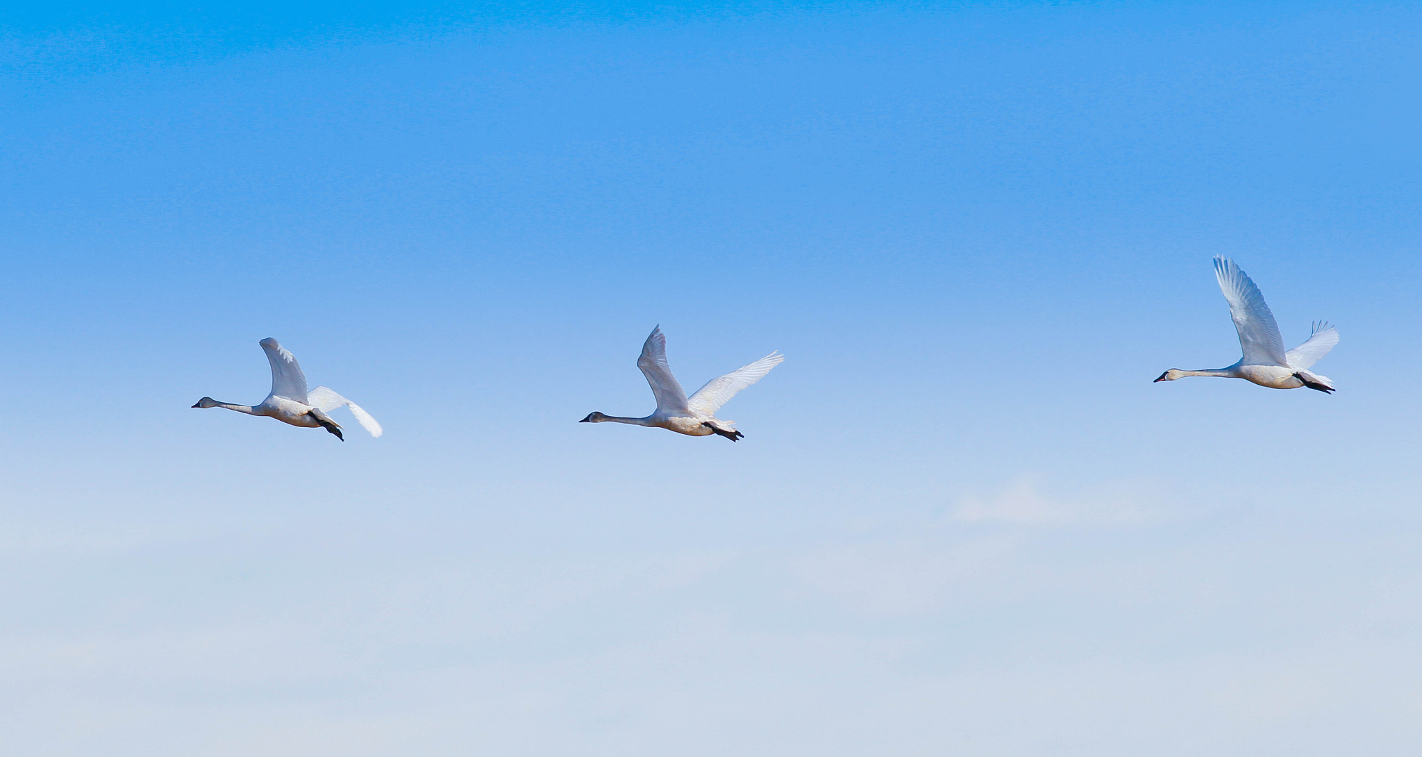 Canon EF 600mm f/4L IS sample photo
