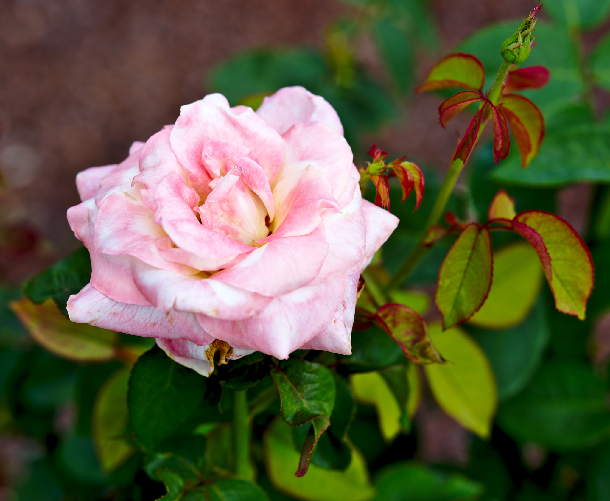 Nikon D810 + ZEISS Otus 85mm F1.4 sample photo. "ivory tower" - a hybrid rose photography