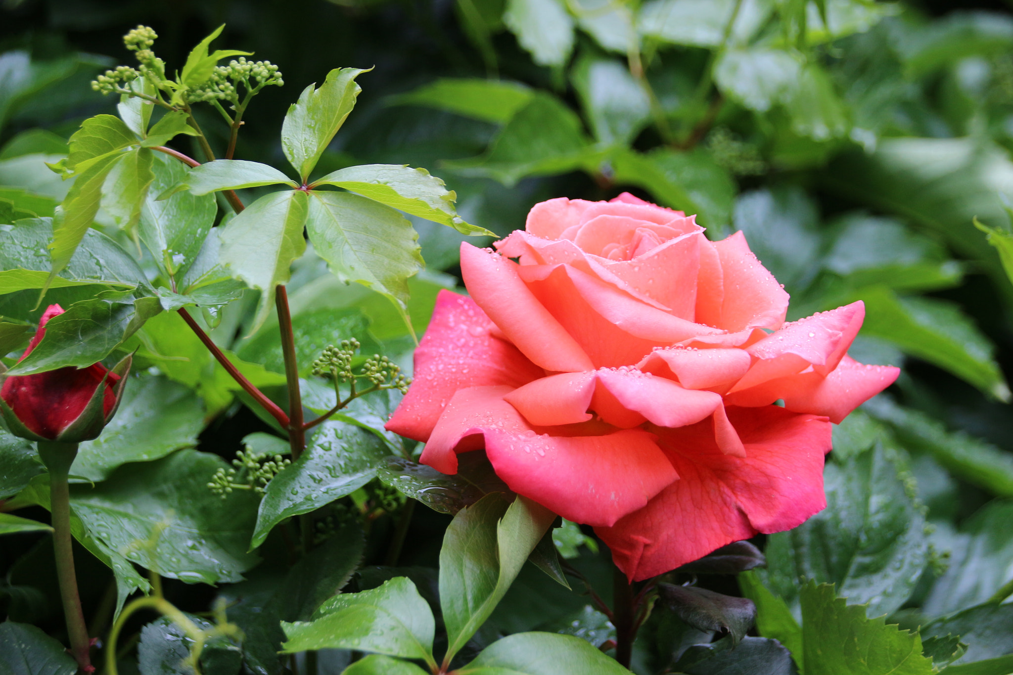 Sigma 18-250mm F3.5-6.3 DC OS HSM sample photo. My special  rose.......... photography