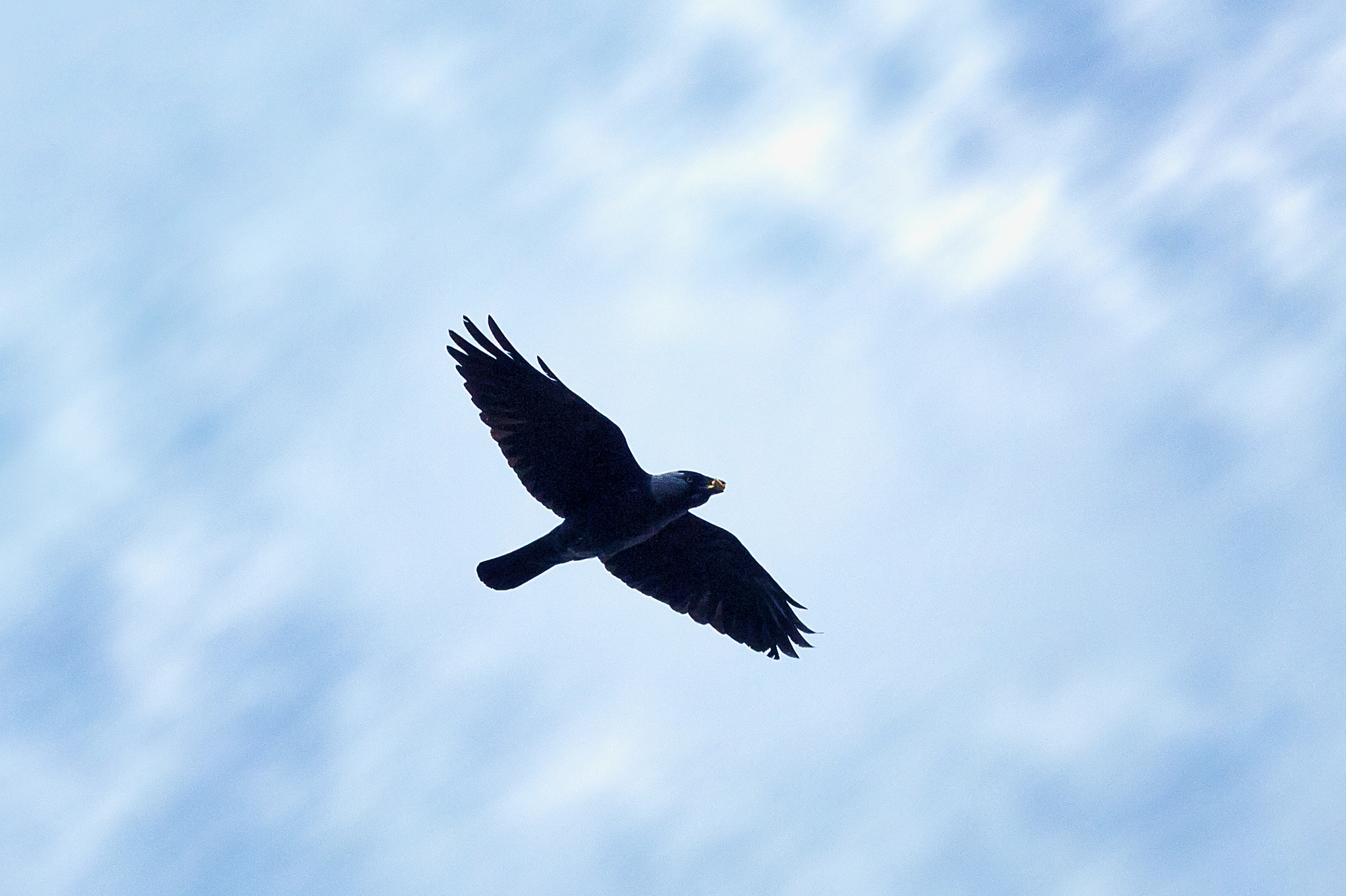 Sigma 105mm F2.8 EX DG OS HSM sample photo. In the sky photography