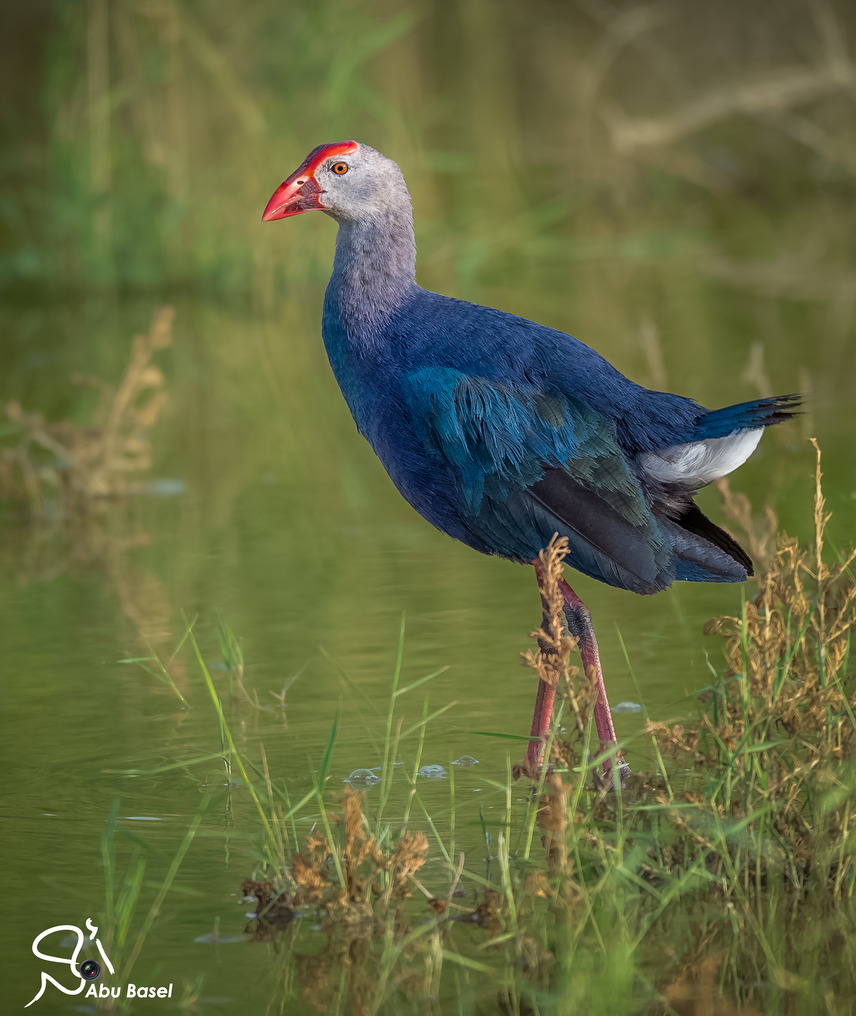 Sigma 150-600mm F5-6.3 DG OS HSM | S sample photo