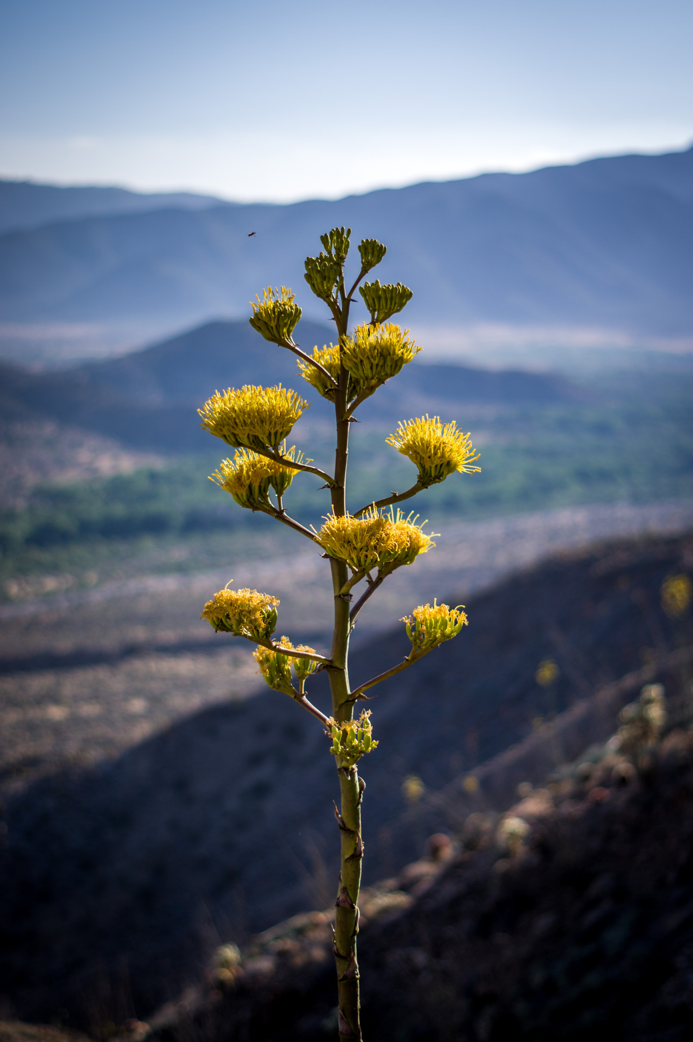Pentax K-3 II + Pentax smc DA 50mm F1.8 sample photo. Agave in bloom photography