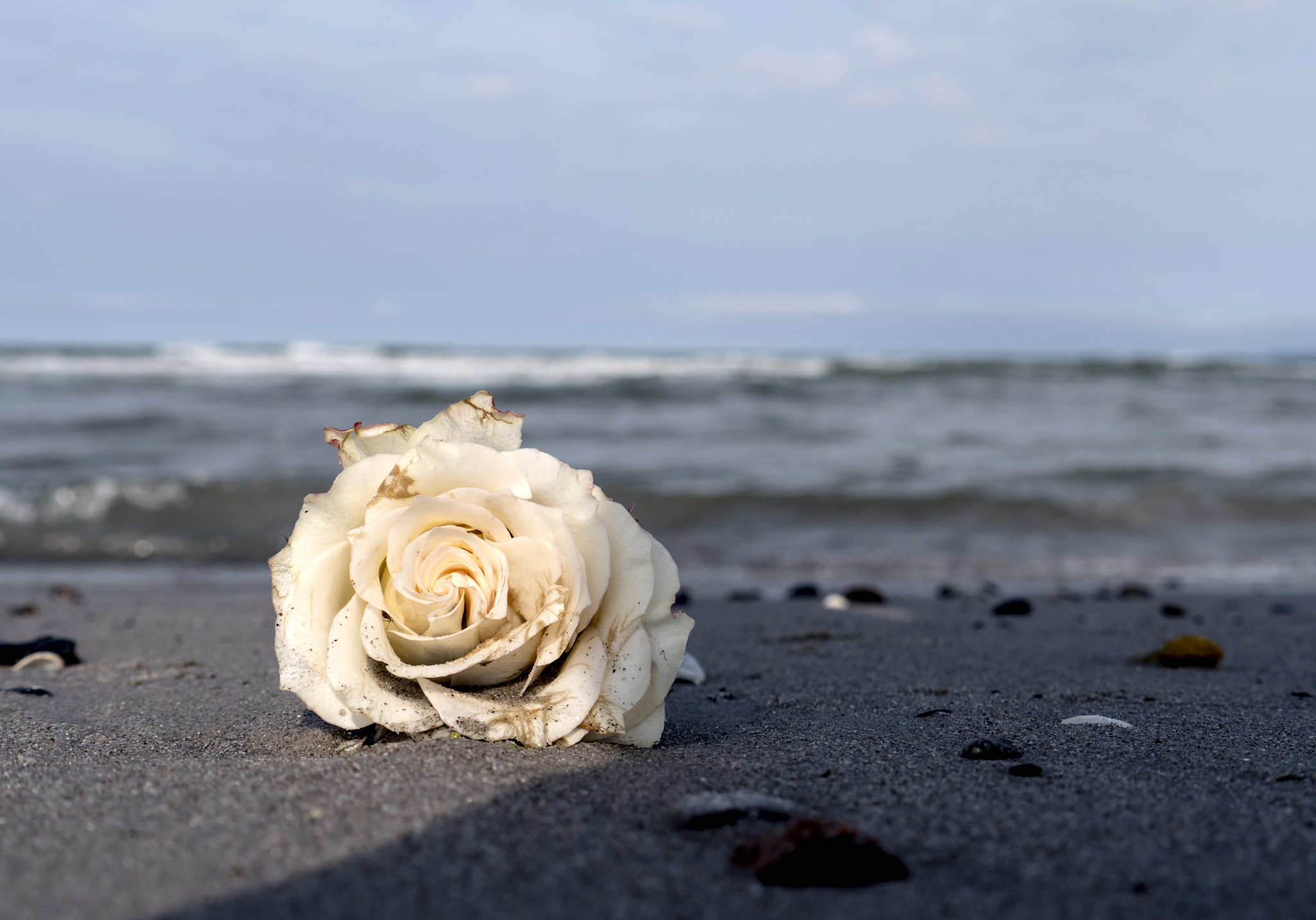 Panasonic Lumix DMC-GX8 sample photo. Strandgut photography