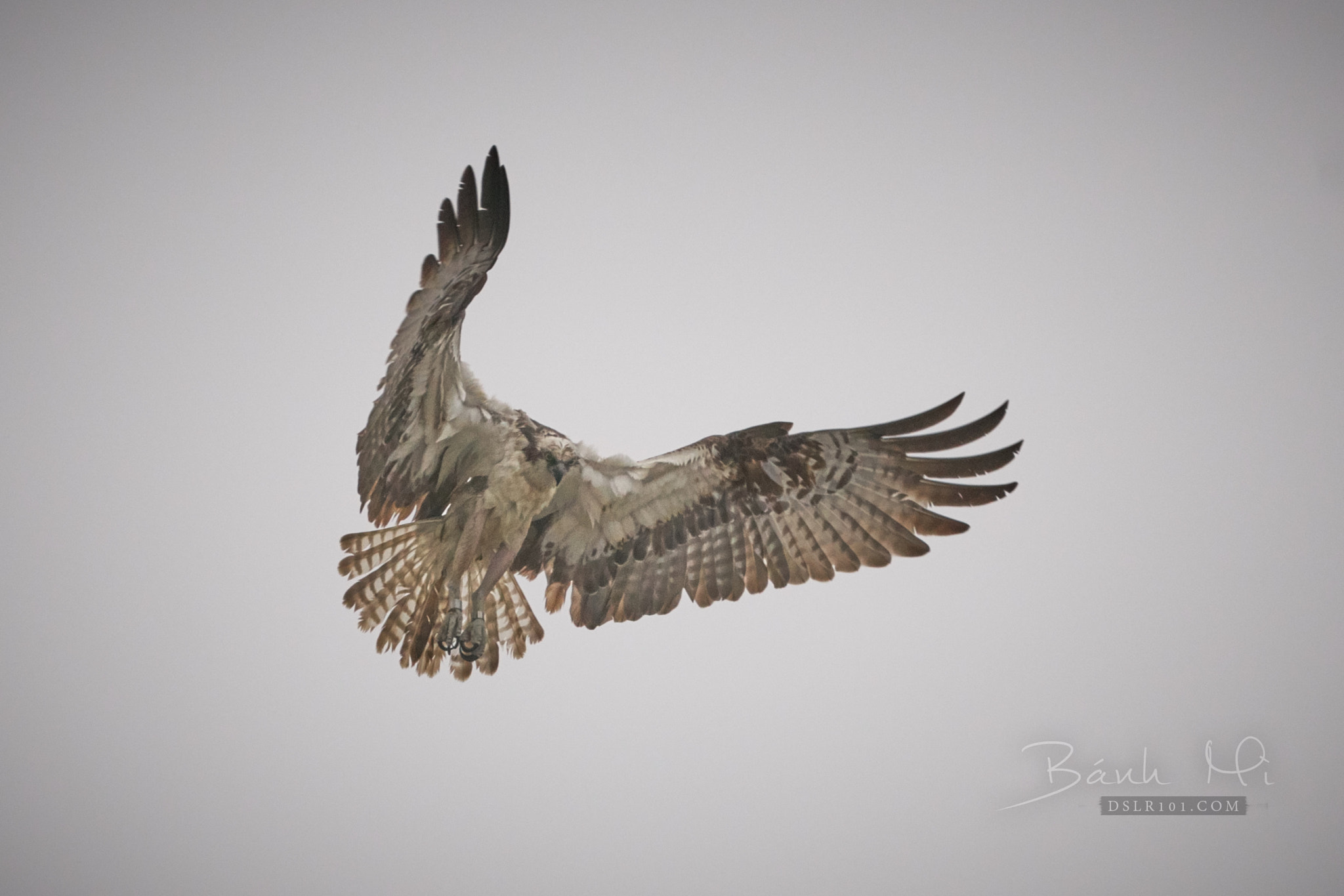 150-600mm F5-6.3 DG OS HSM | Contemporary 015 sample photo. Test sigma at 600mm photography